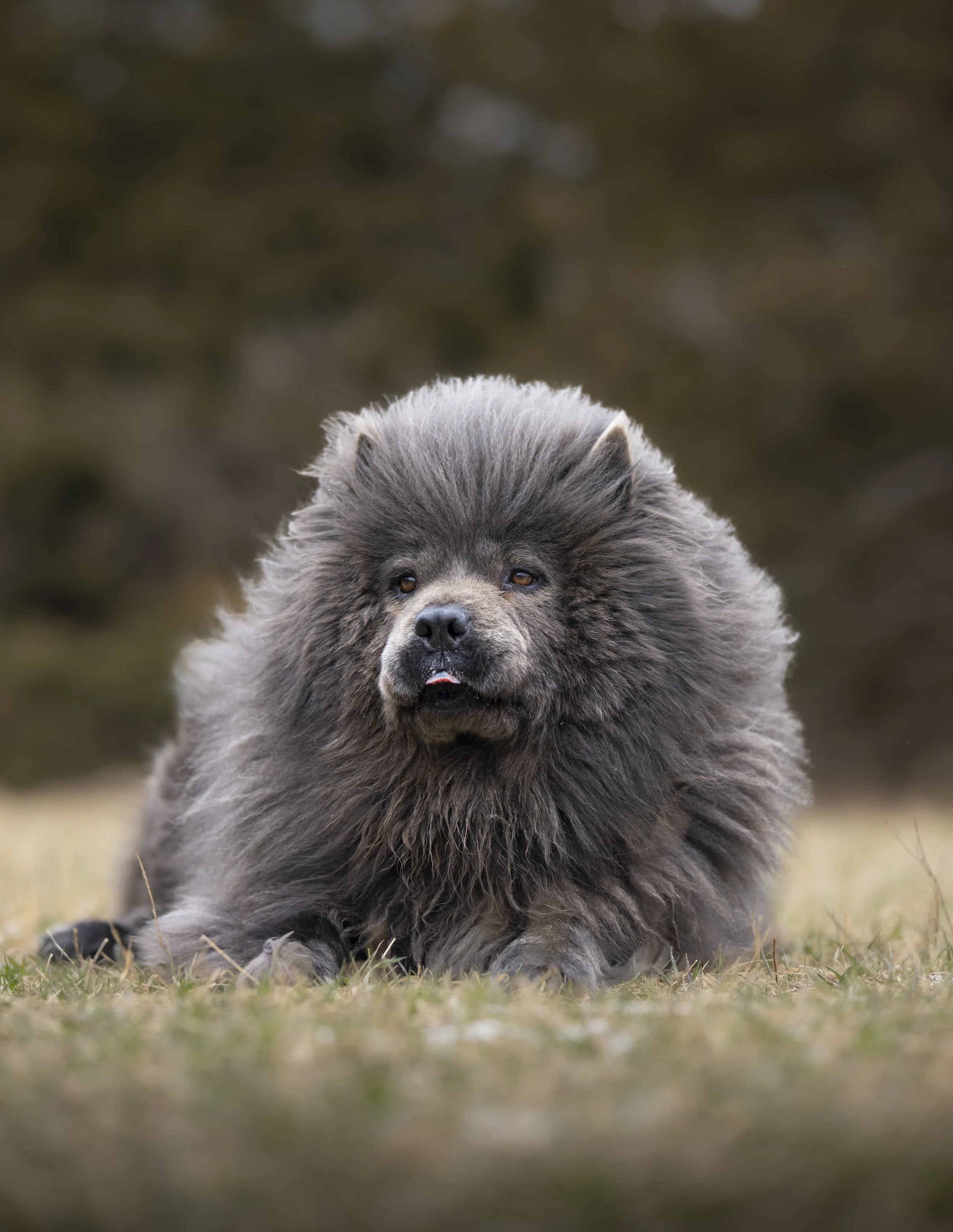 A fluffy, dark gray dog lying on the grass outdoors with a blurred natural background.