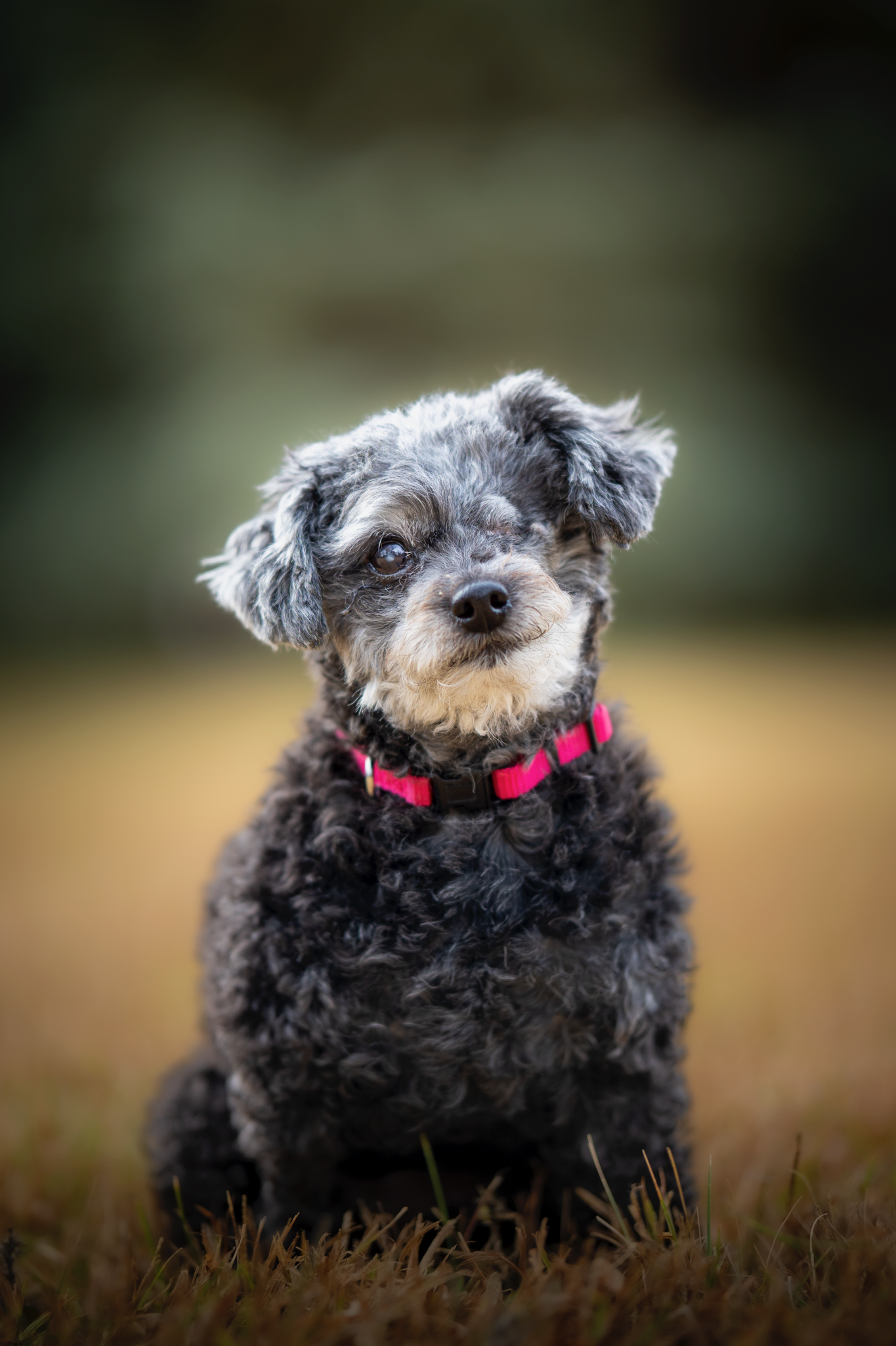 A small dog with curly black and gray fur, wearing a pink collar, sitting outdoors on grass with a blurred natural background.