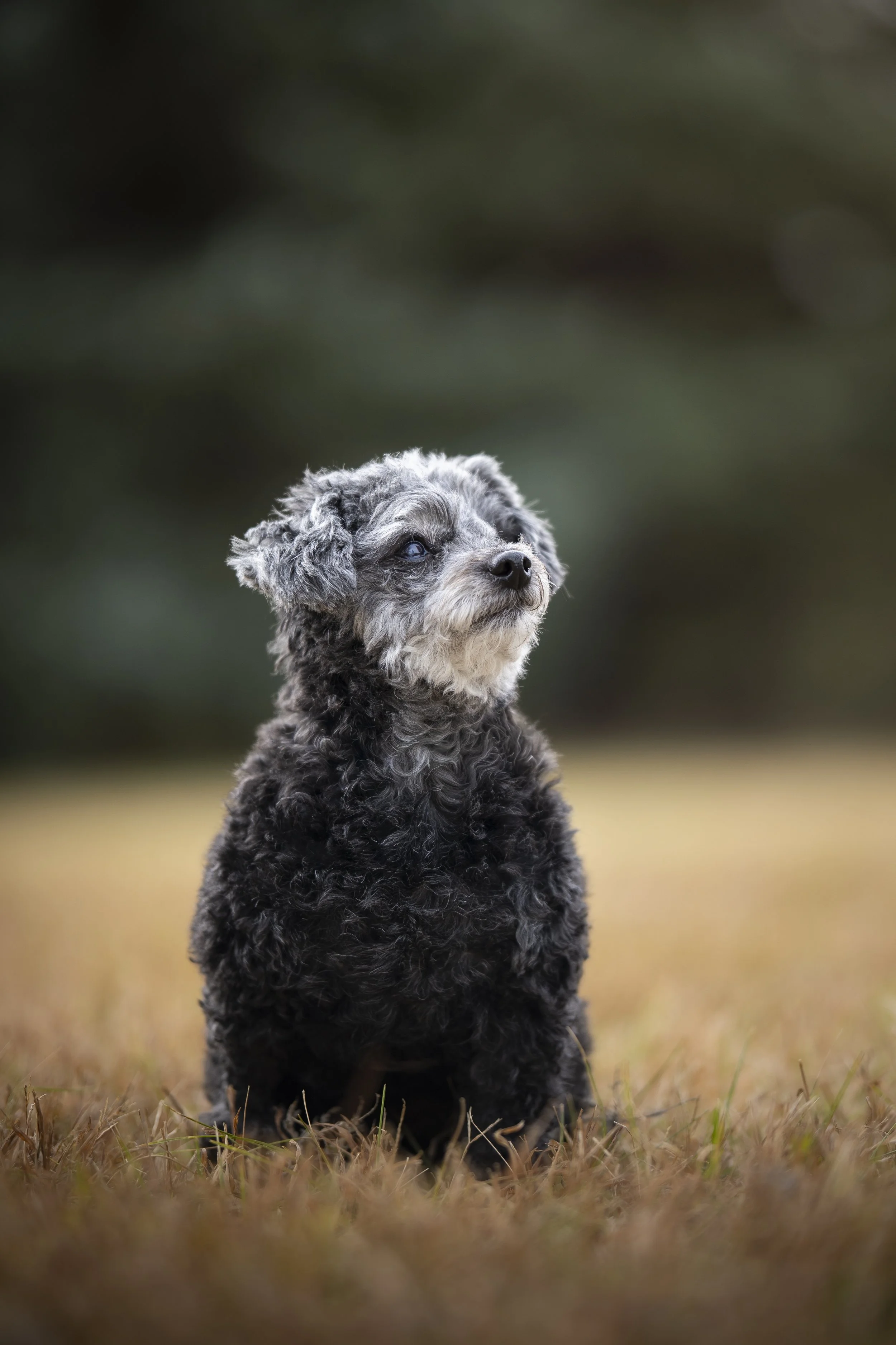 A small, curly-haired dog sitting on grass with a blurred natural background.