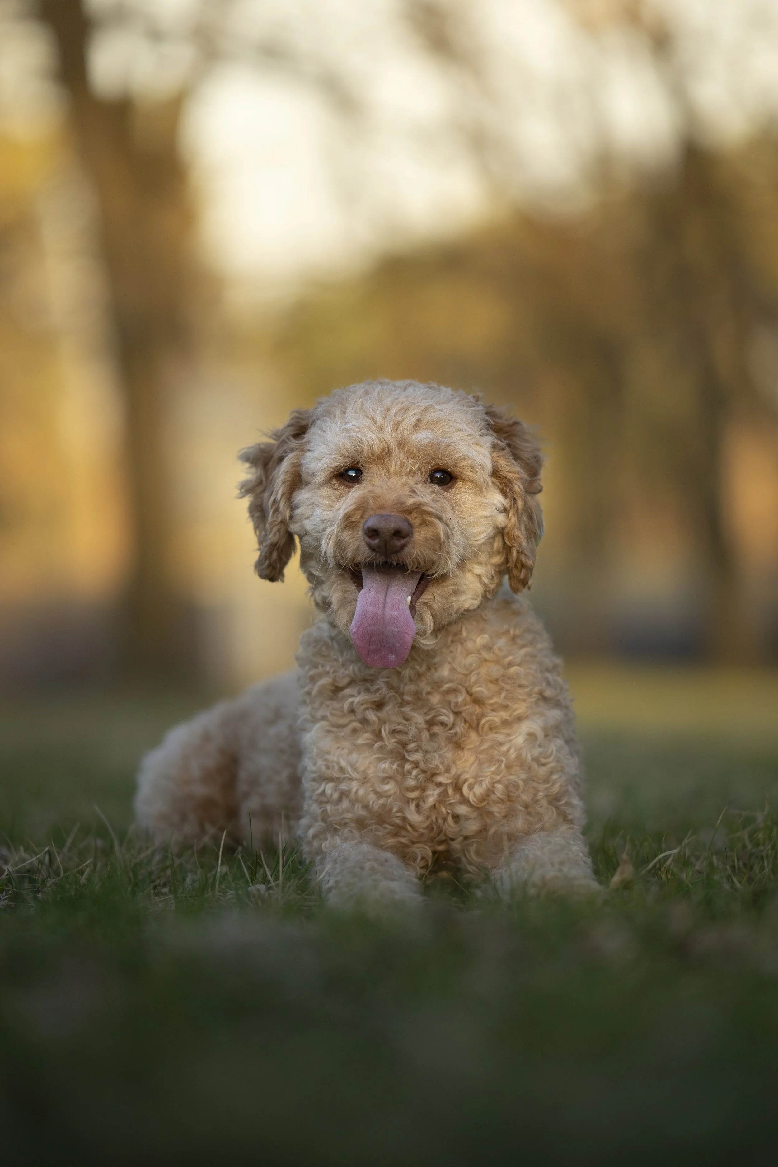 A cute, curly-haired brown dog lying on grass outdoors with trees and autumn foliage in the background.