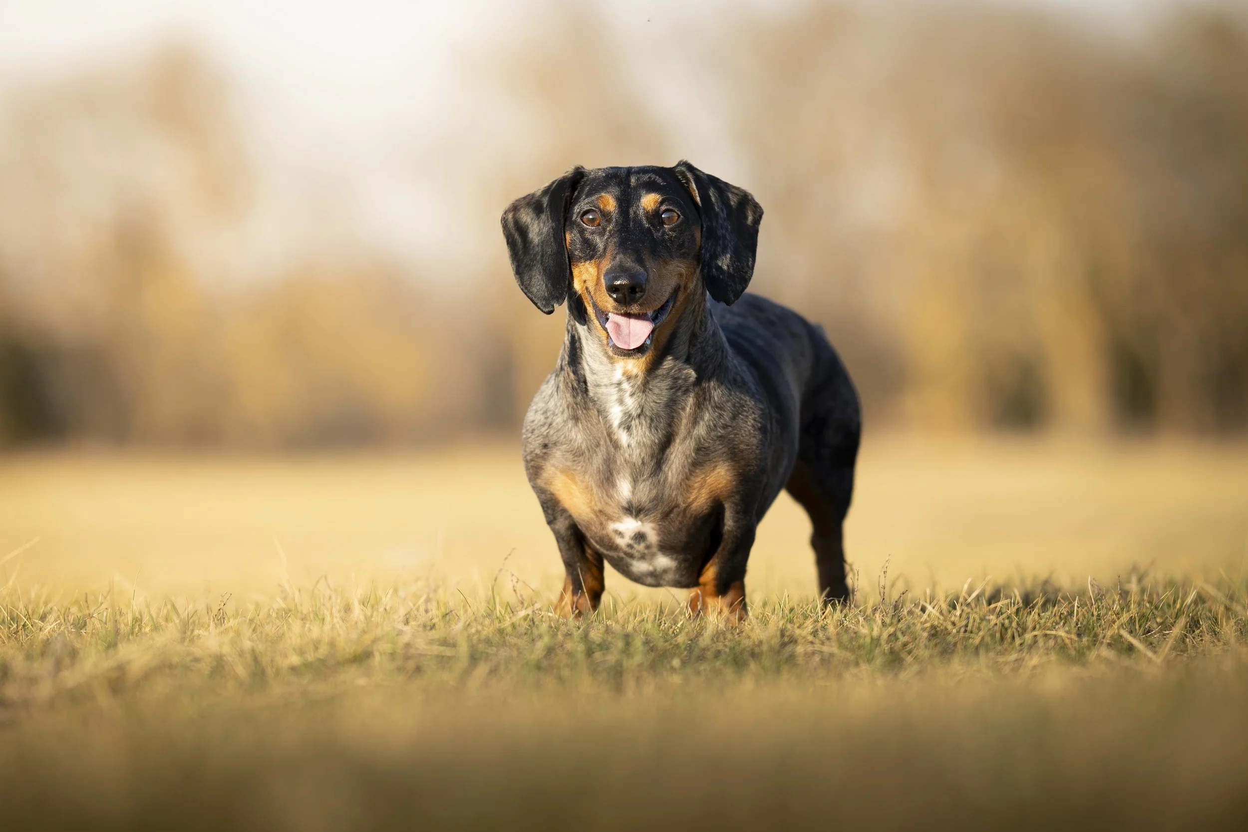 A happy black and tan dachshund standing on grass in an open field with blurred trees in the background.