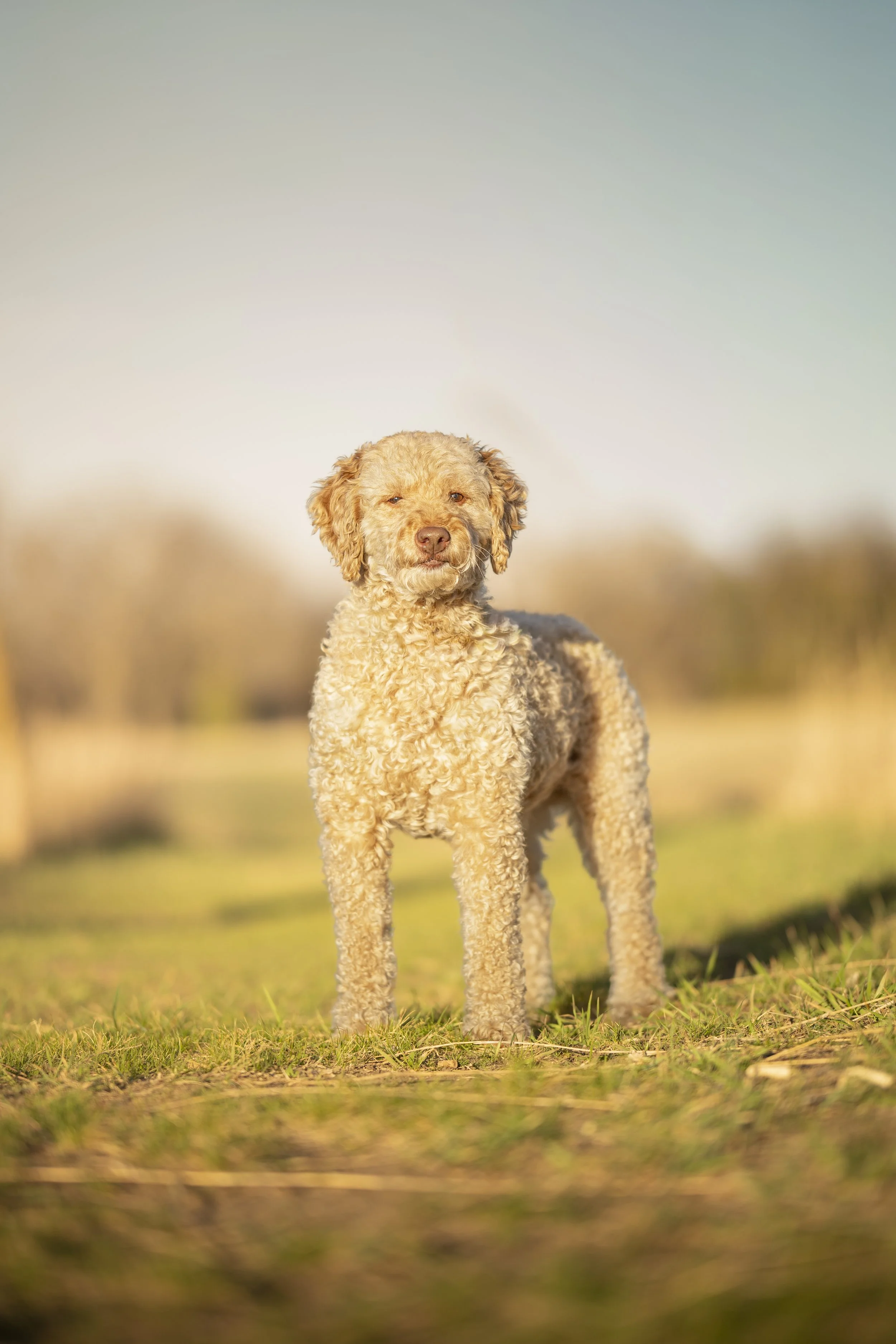 A curly-haired dog standing outdoors on grass with a blurred natural background and a clear sky.