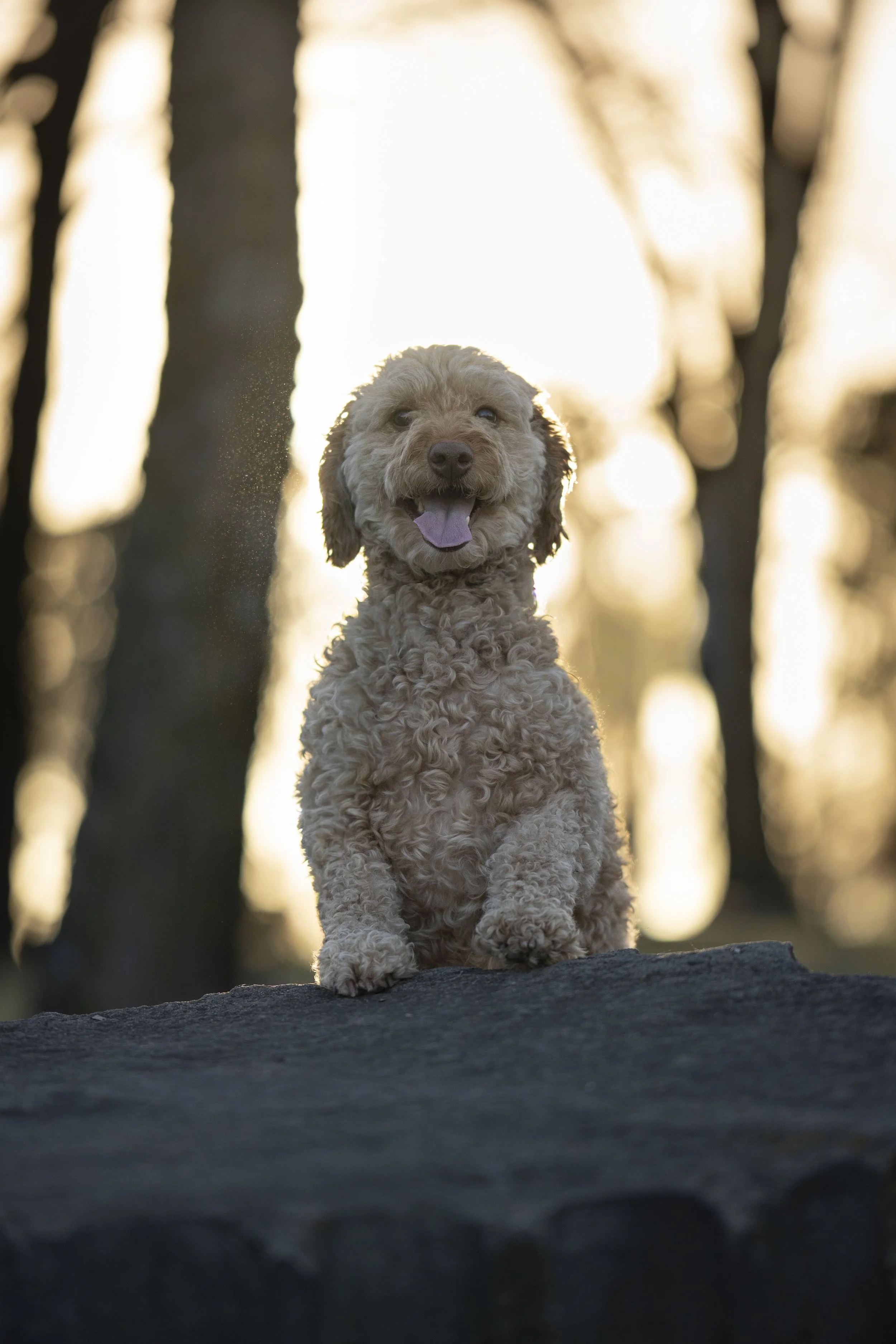 A happy curly-haired dog sitting on a rock outdoors during sunset with trees in the background.