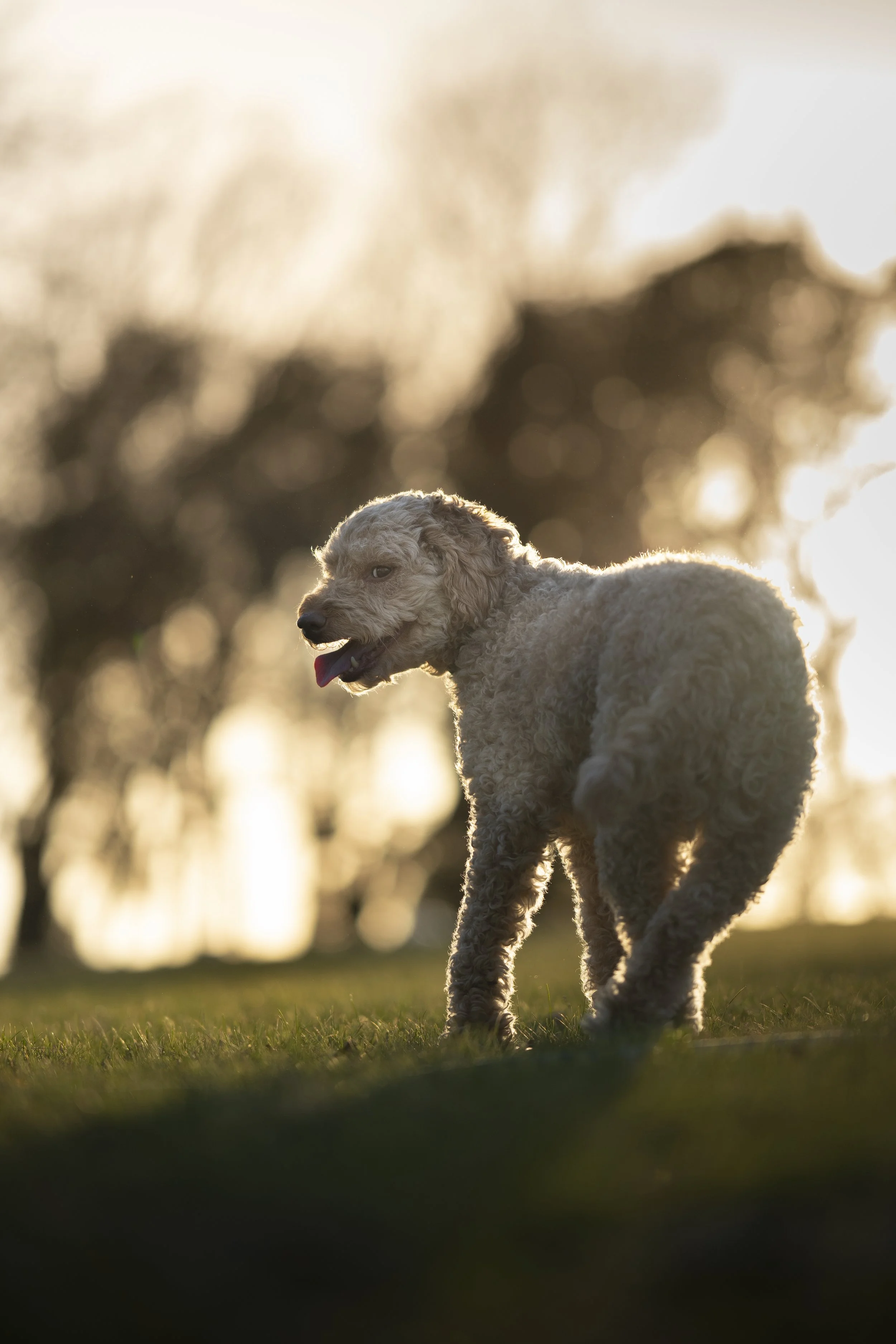 A curly-haired dog stands on grass at sunset with trees in the background.