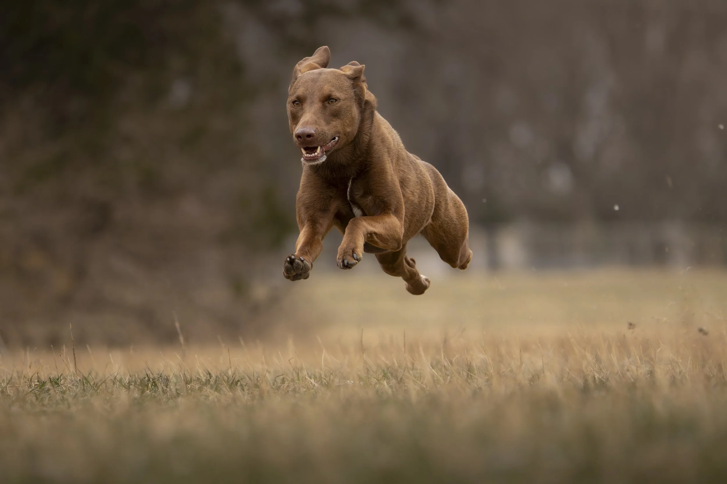 A brown dog running through a field with a blurred background.