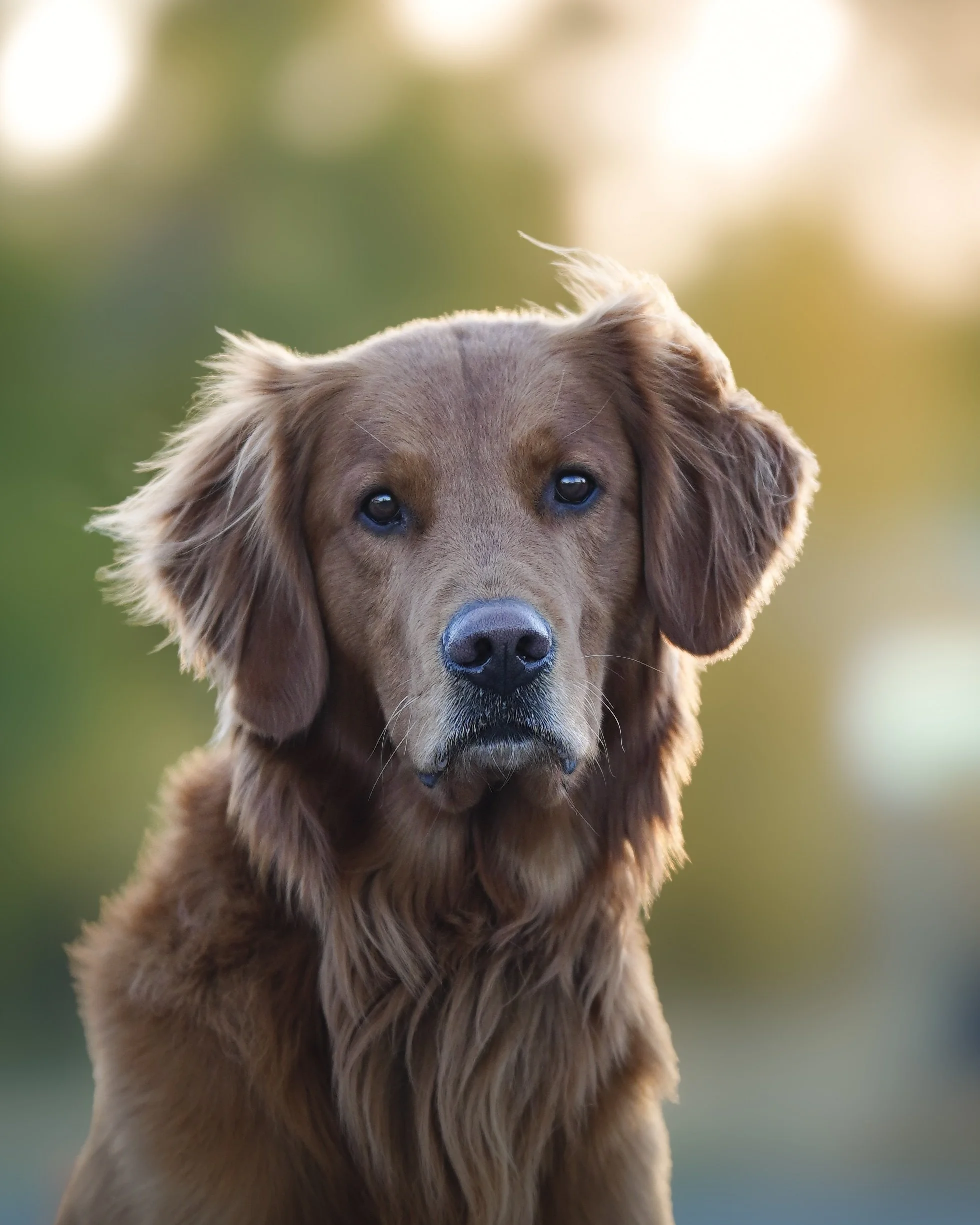 A close-up of a golden retriever with a blurred outdoor background.