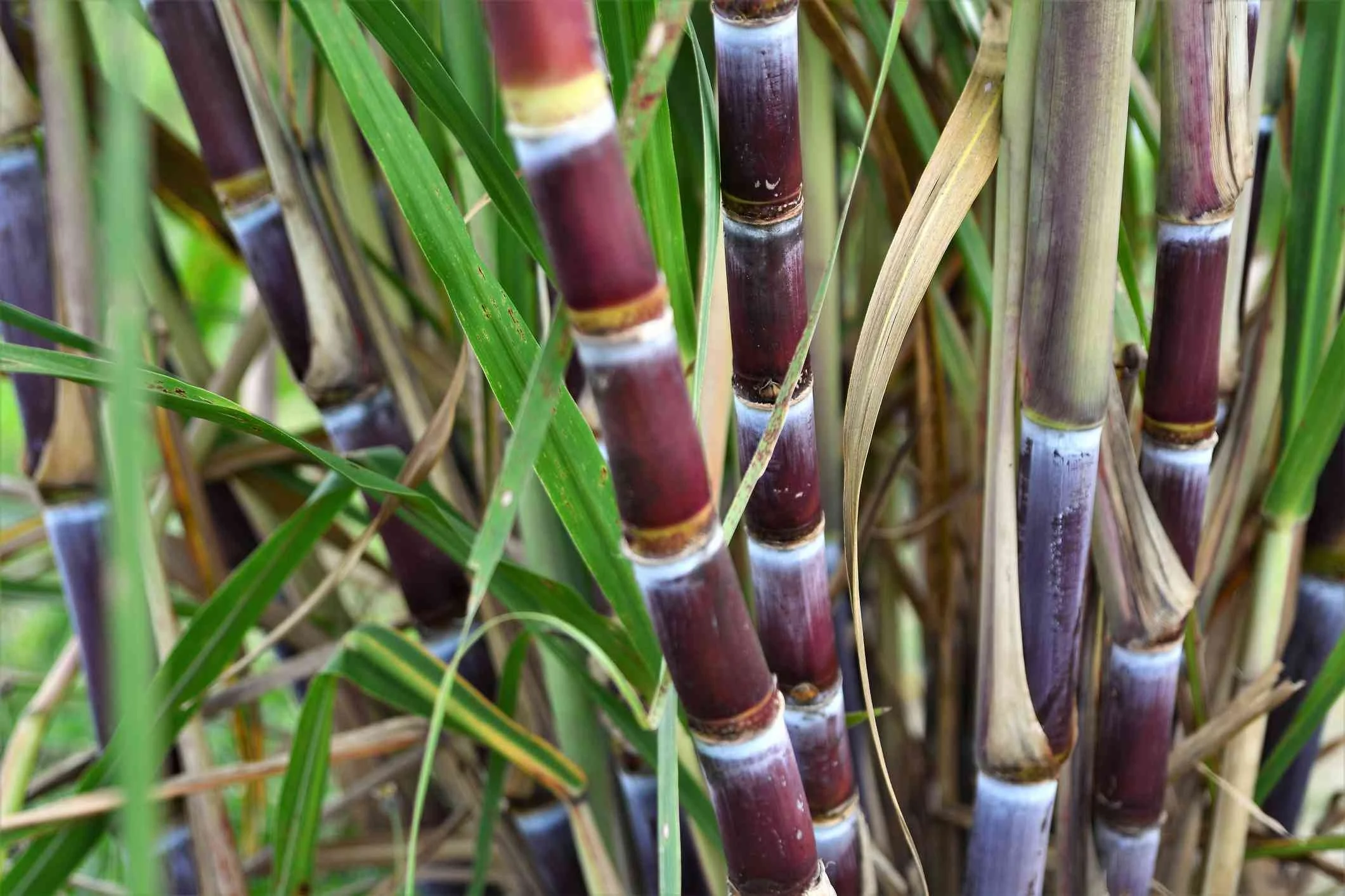 sugar cane