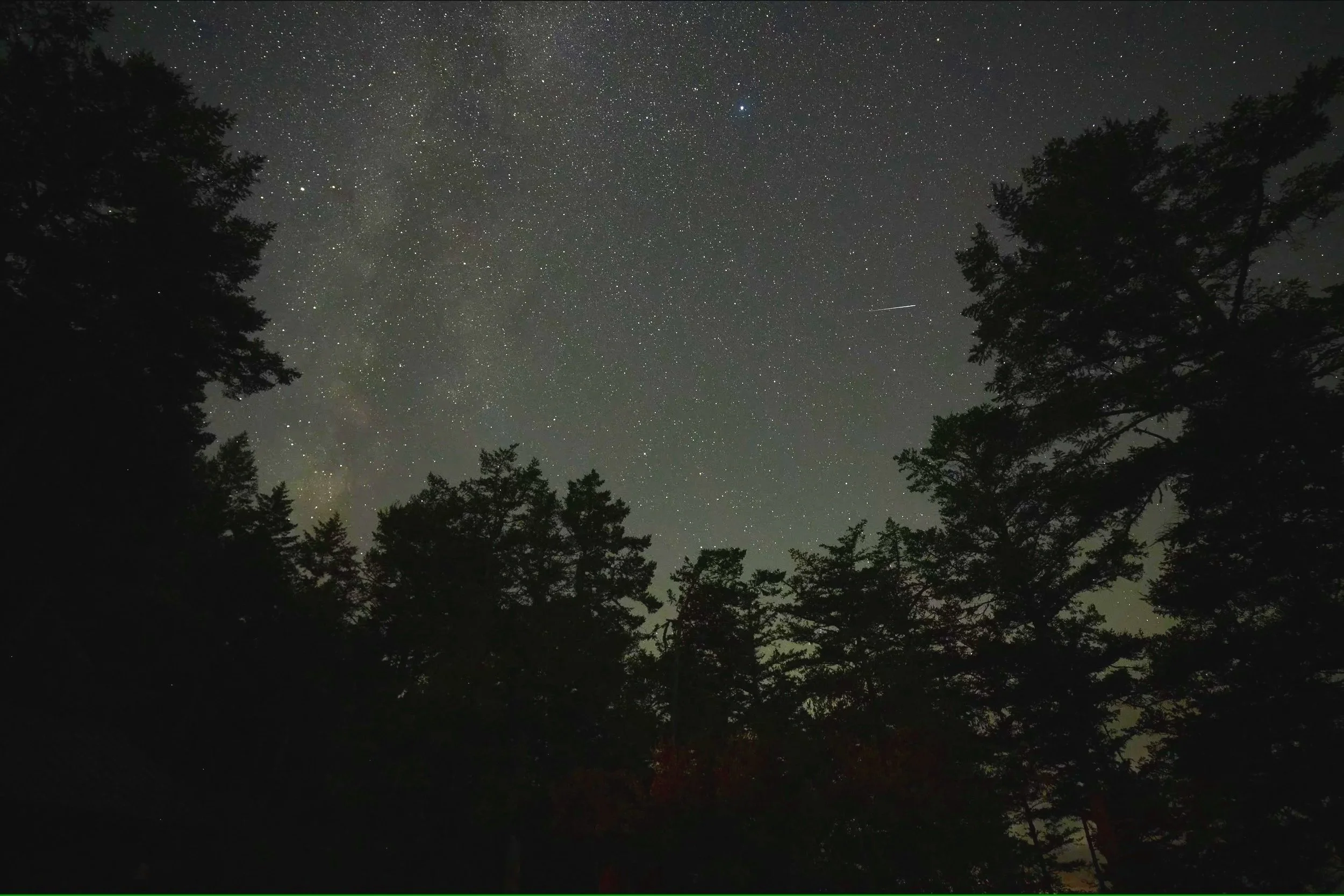Night sky filled with stars, framed by silhouettes of trees.
