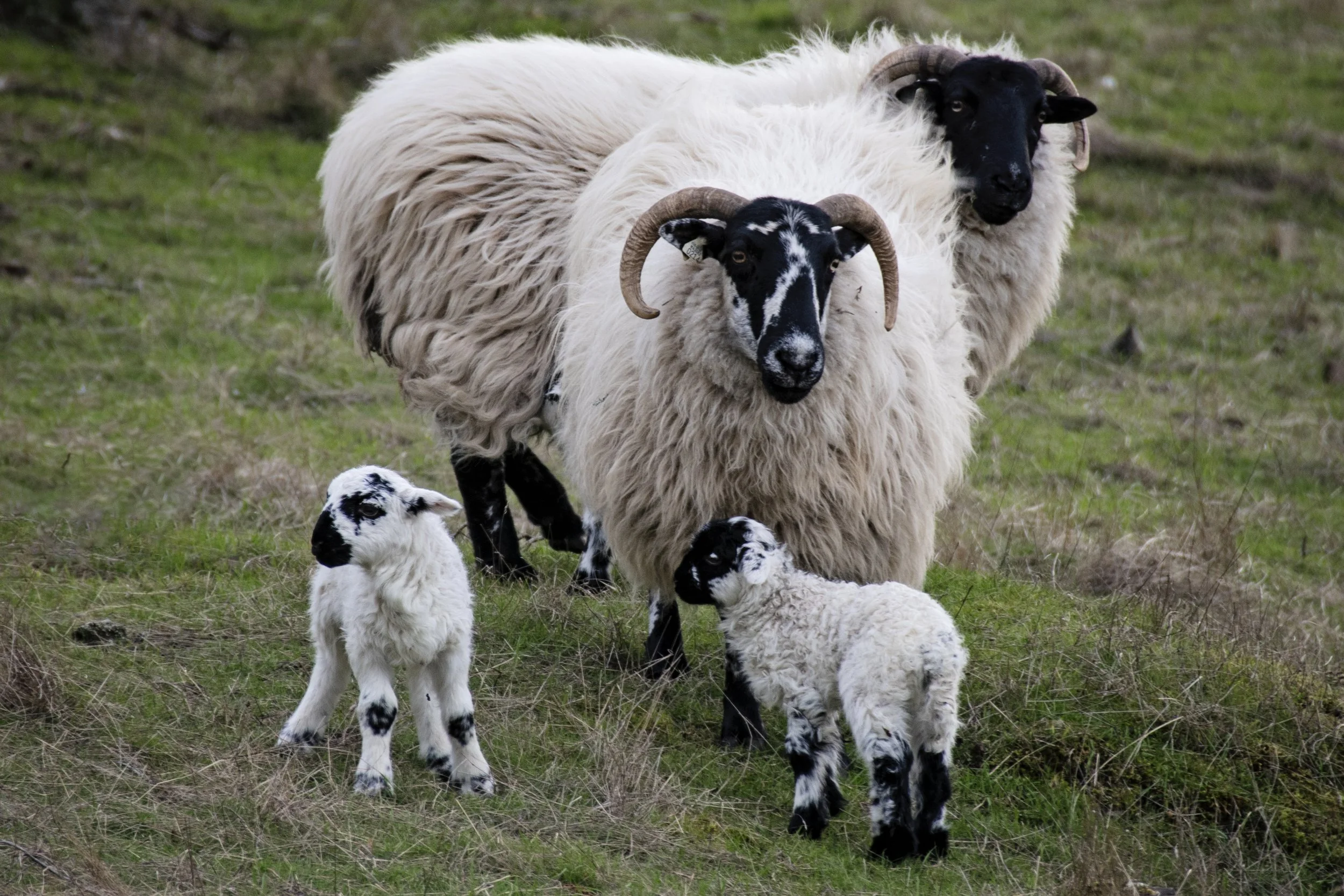 Two adult sheep with long, curly white wool and black faces, one with large curved horns, surrounded by four black and white lambs on grassy ground.