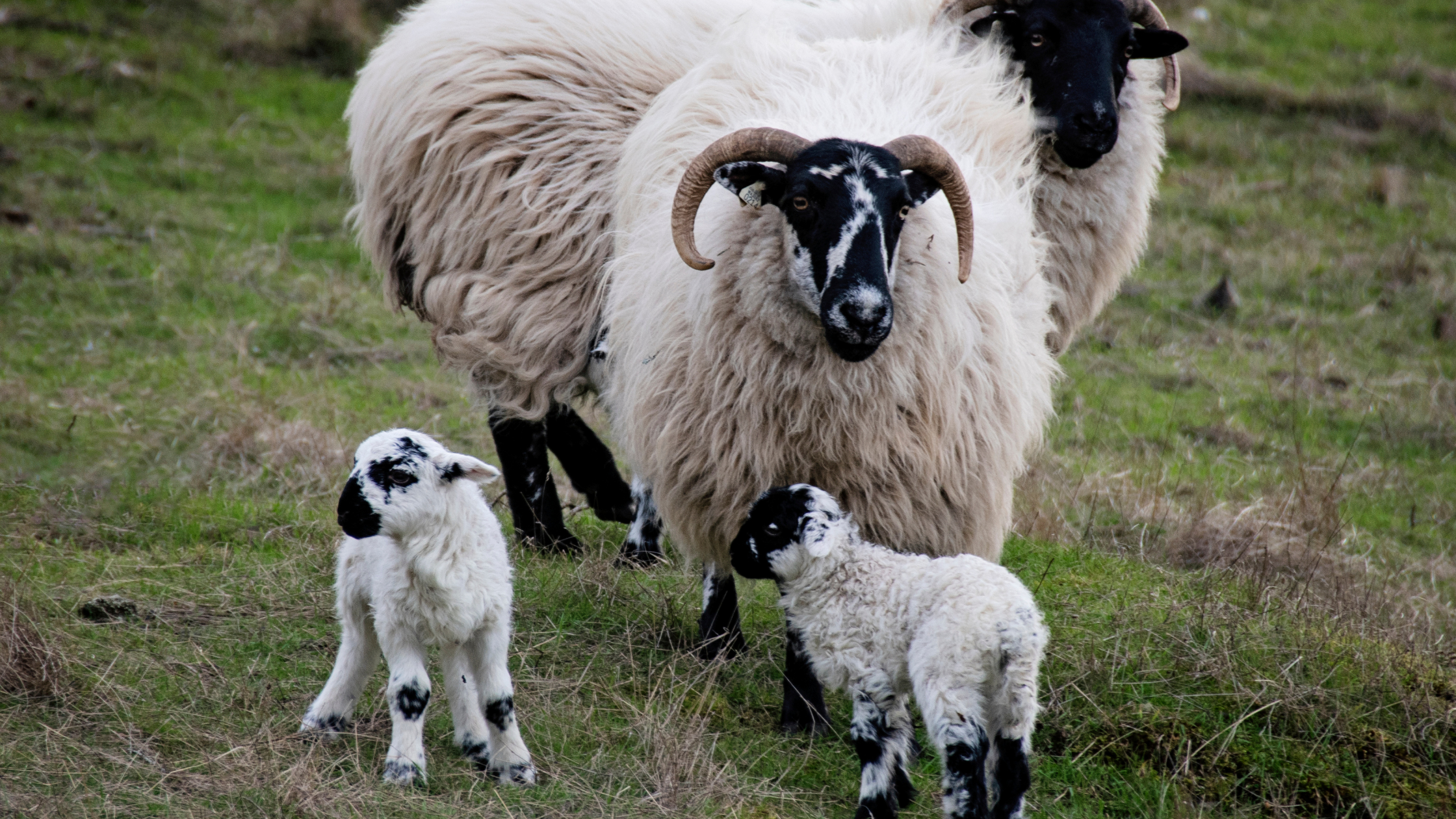 A black and white sheep with curly wool stands on grass, surrounded by four lambs, with two adult sheep in the background.