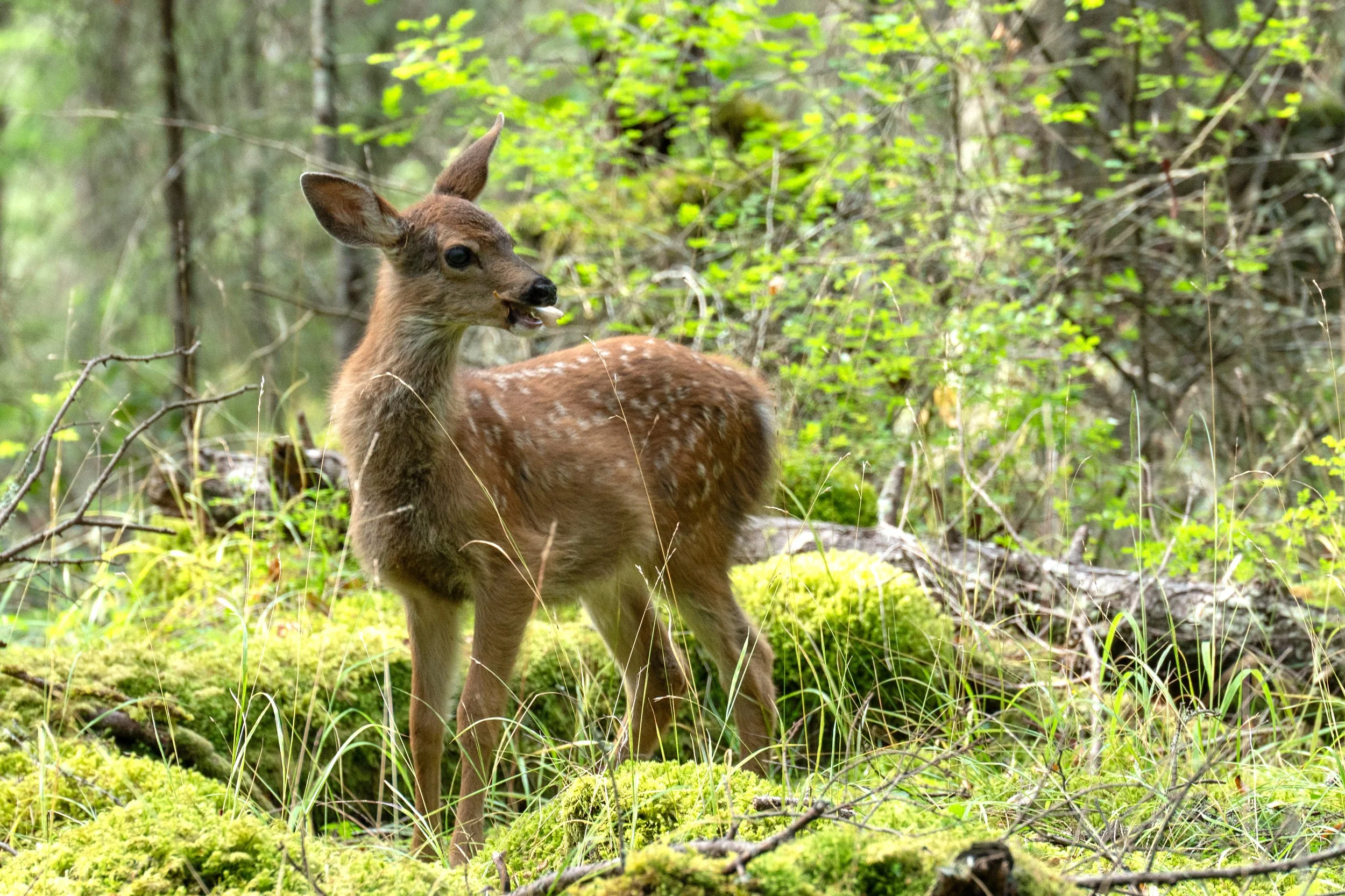 A young deer in a forest clearing surrounded by green foliage and moss, with its mouth open and looking to the side.