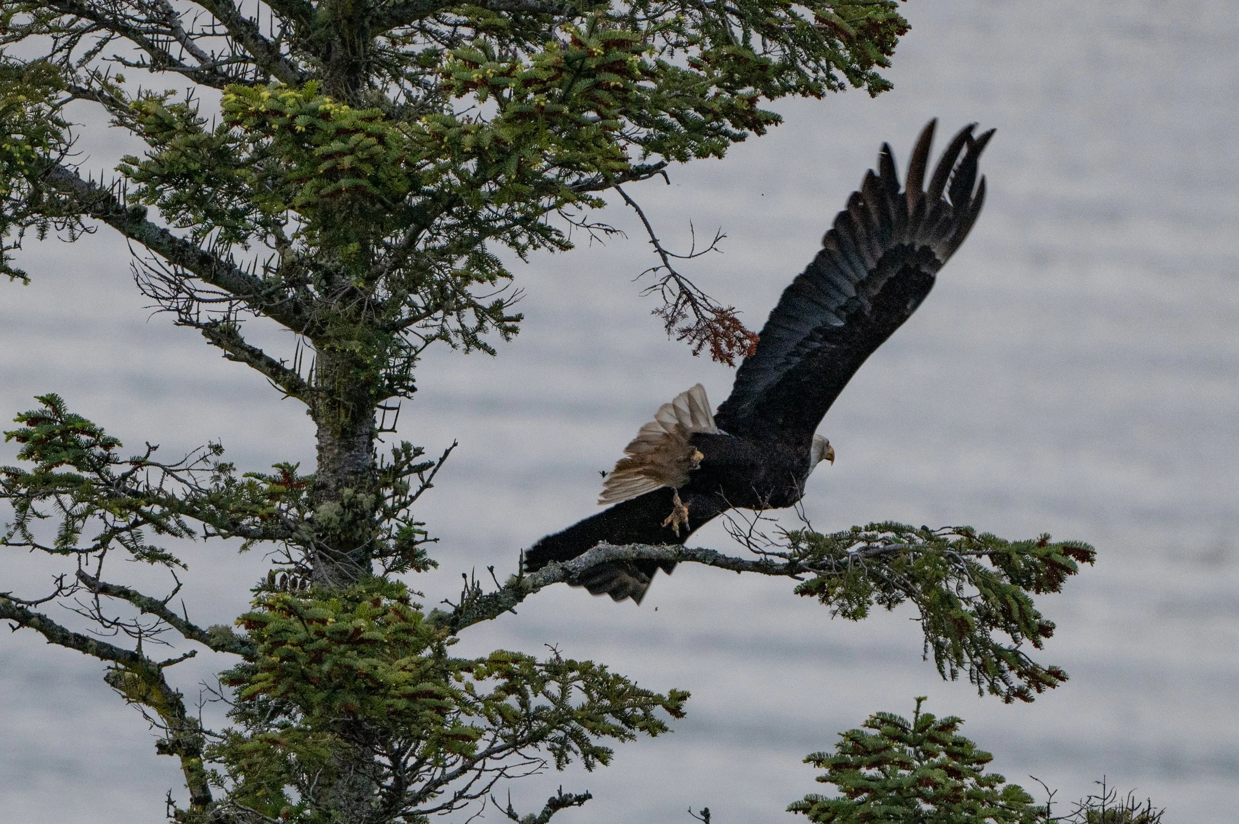 A bird of prey, possibly an eagle, is flying near a pine tree against a cloudy sky.