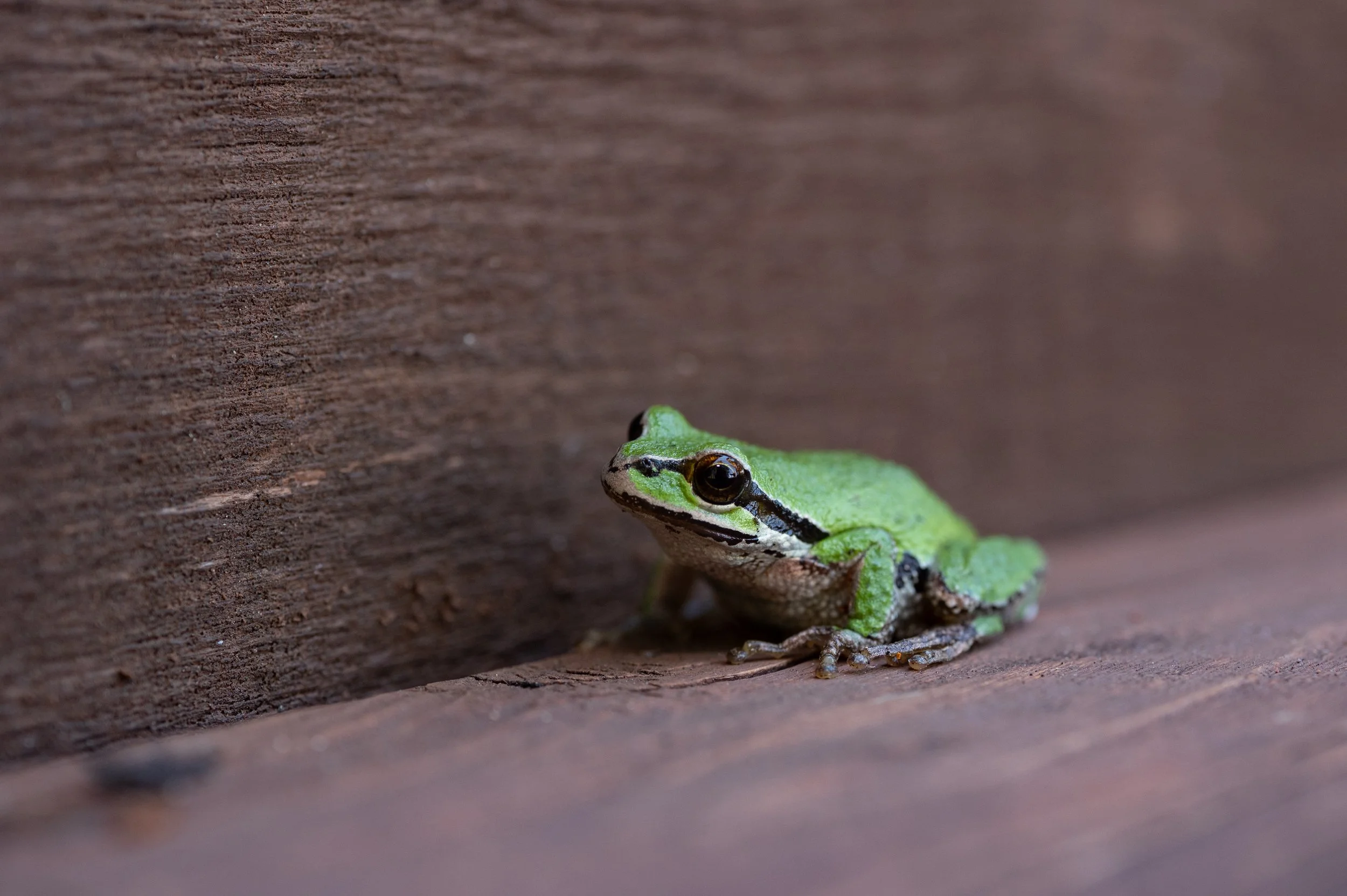 A close-up of a green tree frog with black eyes resting on a wooden surface near a wooden wall.