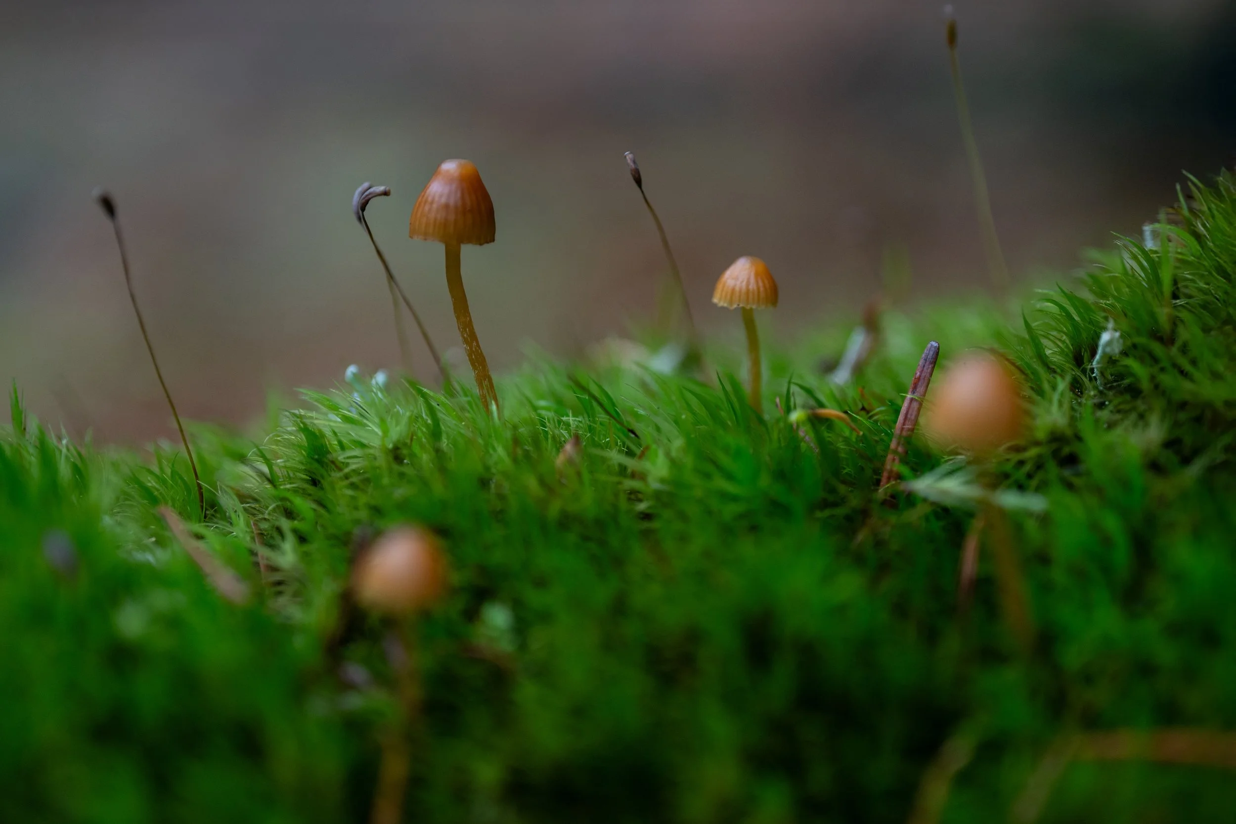 Close-up of small brown mushrooms growing on a green mossy surface in a natural outdoor setting.