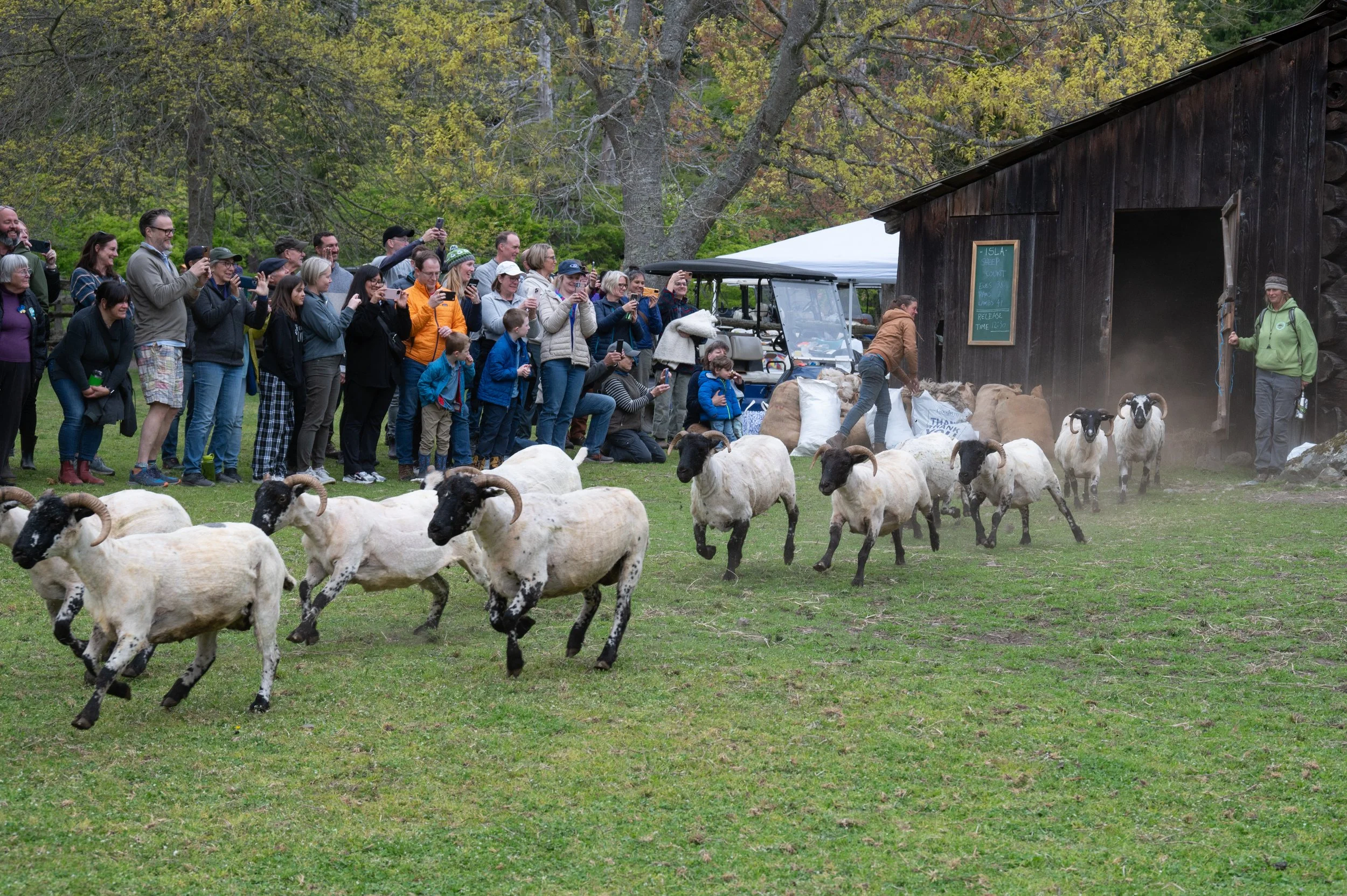 A group of people watching a sheep shearing demonstration at an outdoor farm event, with sheep running across a grassy field and a wooden barn in the background.