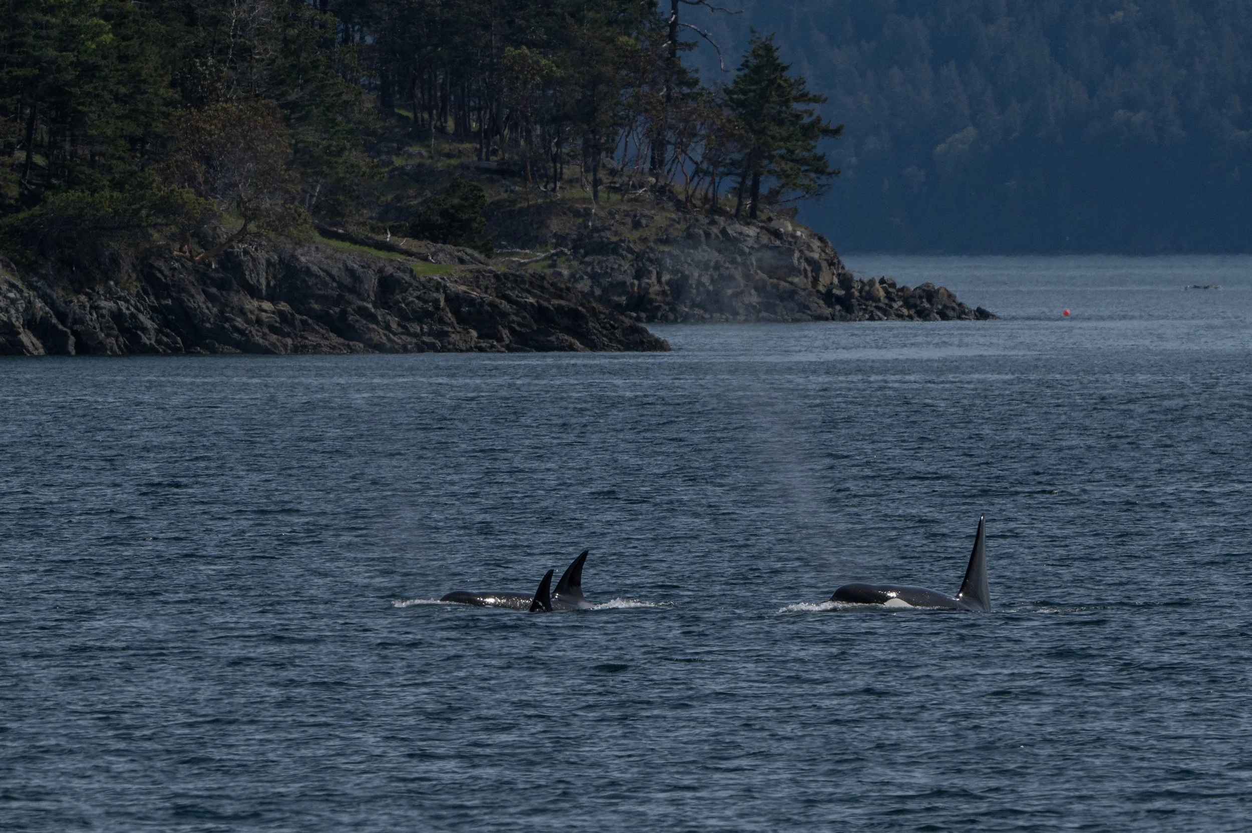 The Southern Resident orca whale pods can often be spotted off the coast of Decatur Island
