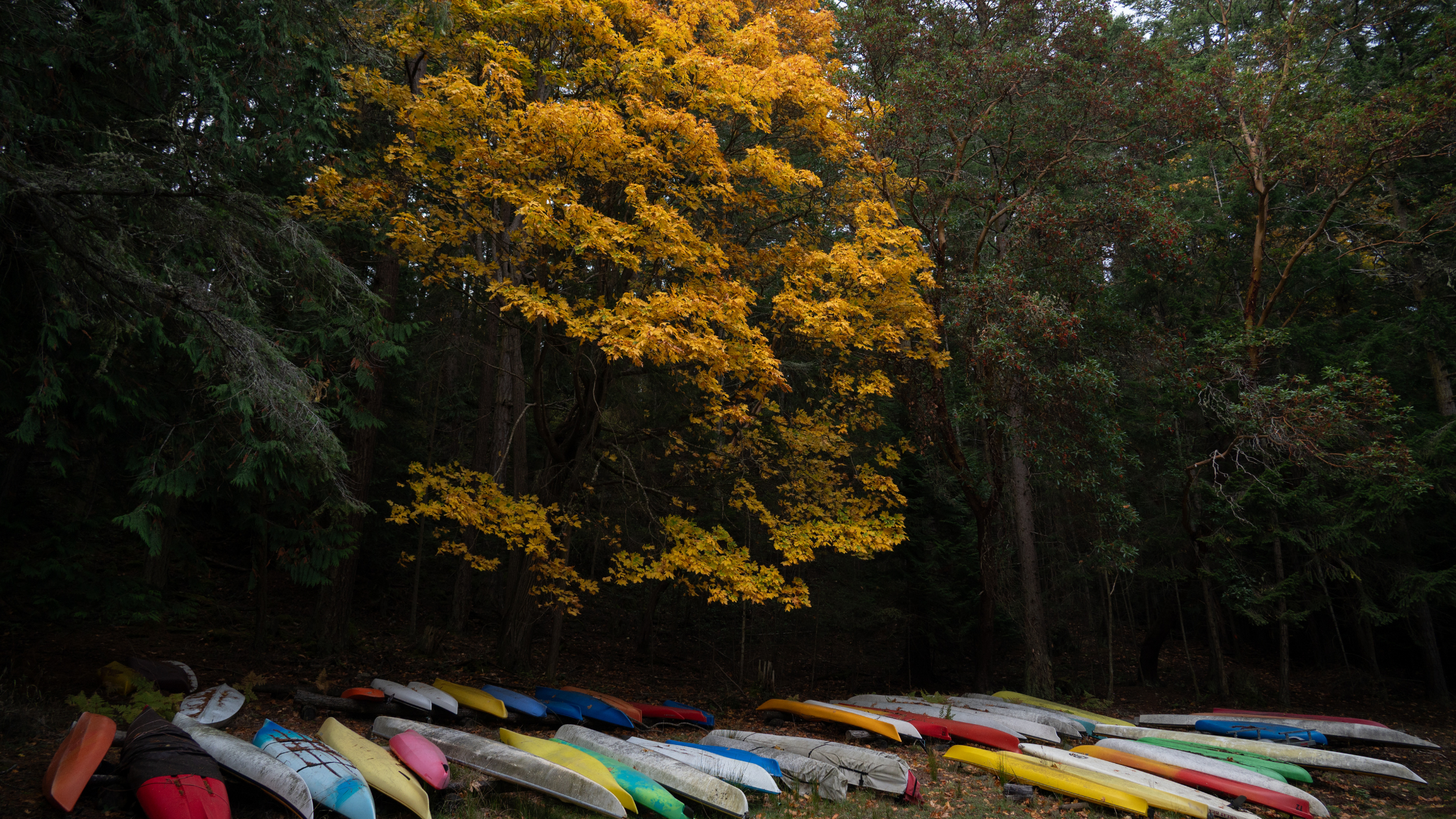 Colorful kayaks and canoes laid on the ground beneath trees with yellow and green leaves in a forested area during autumn.