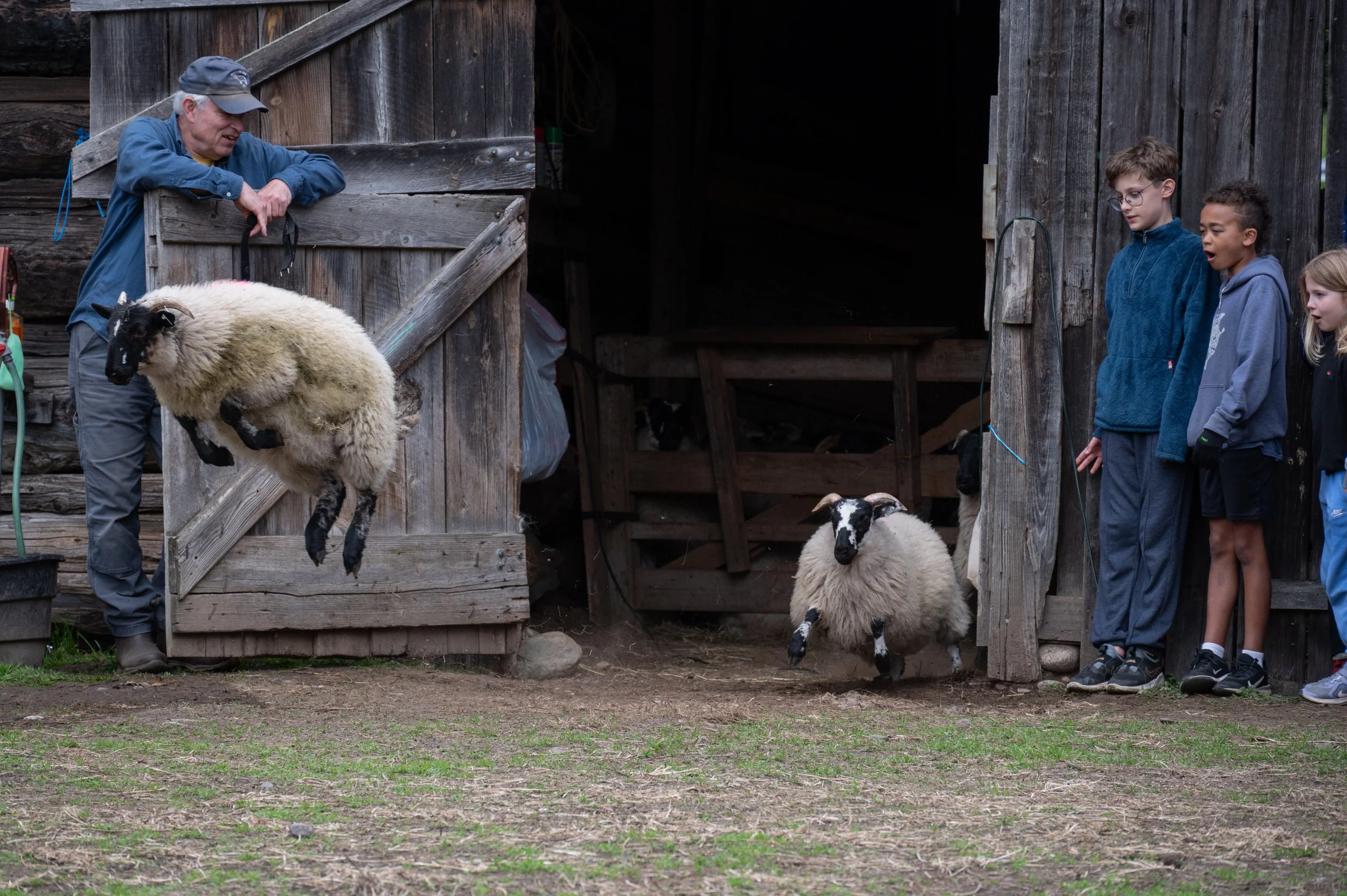 A man leans on a wooden barn wall, feeding a black and white sheep that jumps towards him.