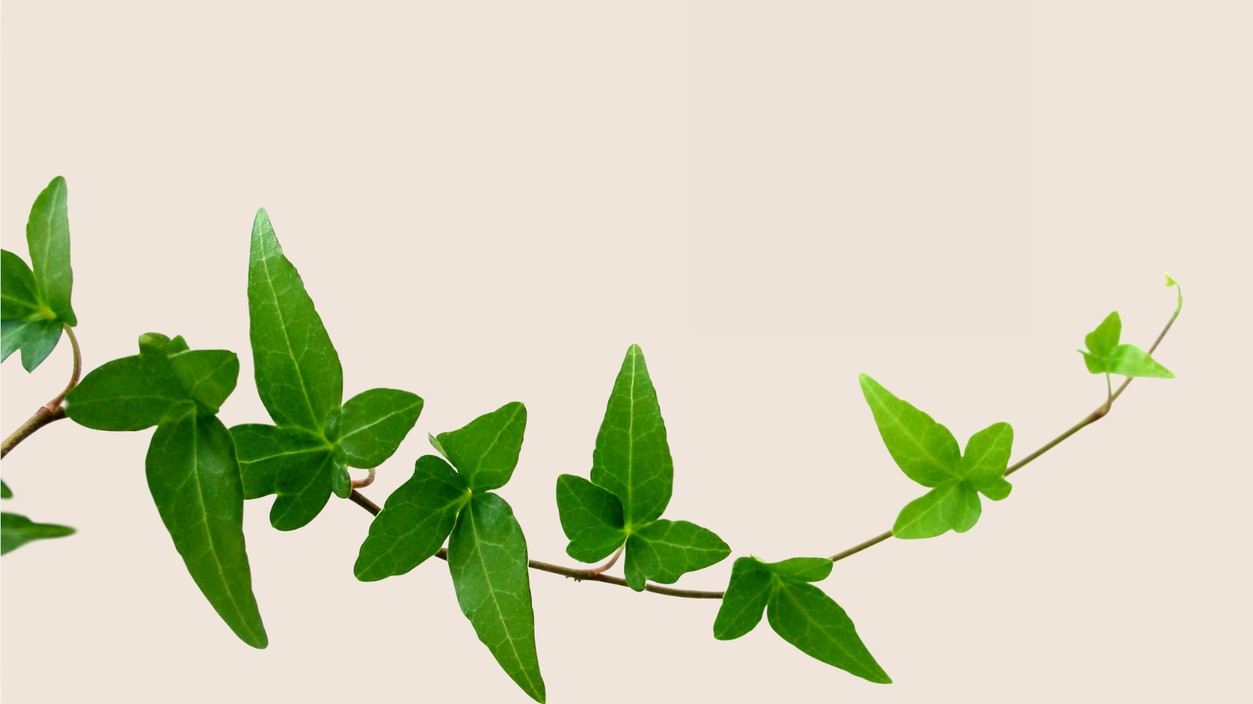 Green ivy vine with multiple leaves, diagonally positioned against a light beige background.