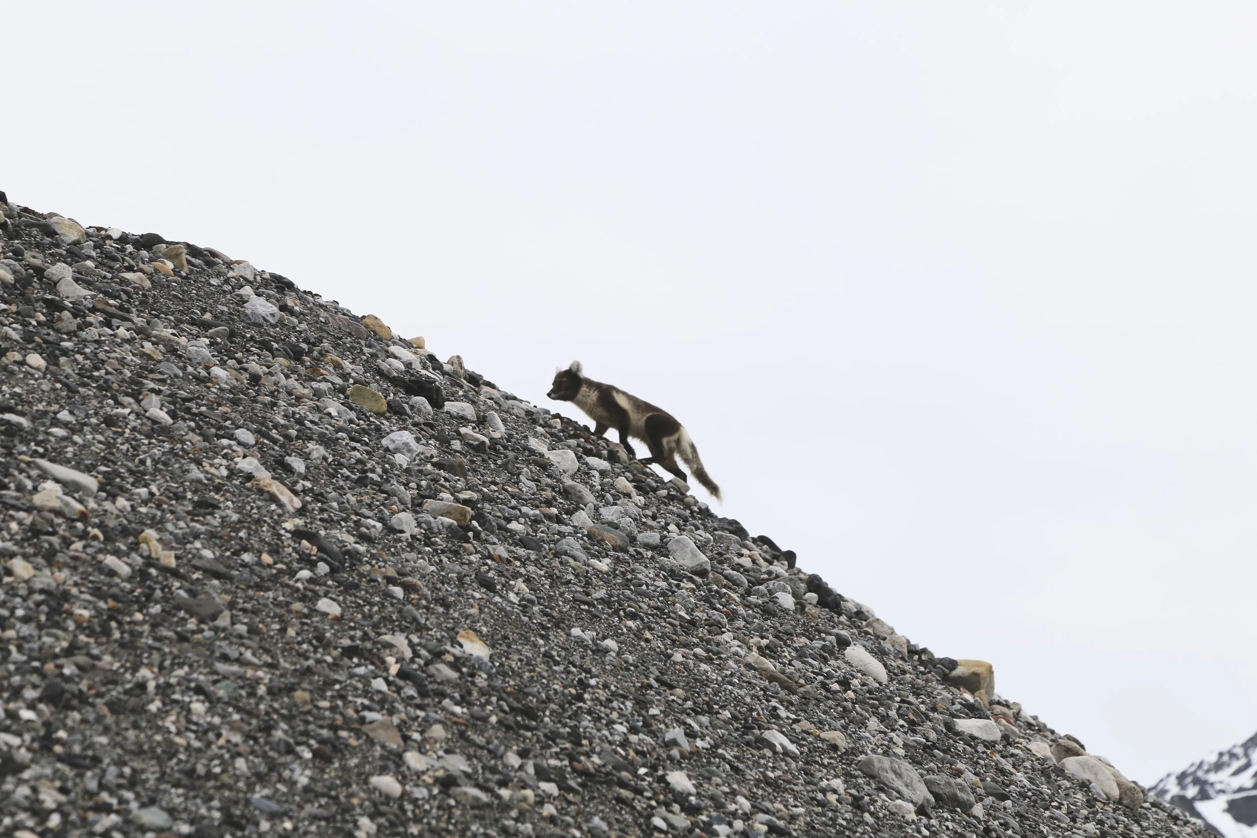A mountain goat climbing a rocky, sloped terrain against a pale sky.