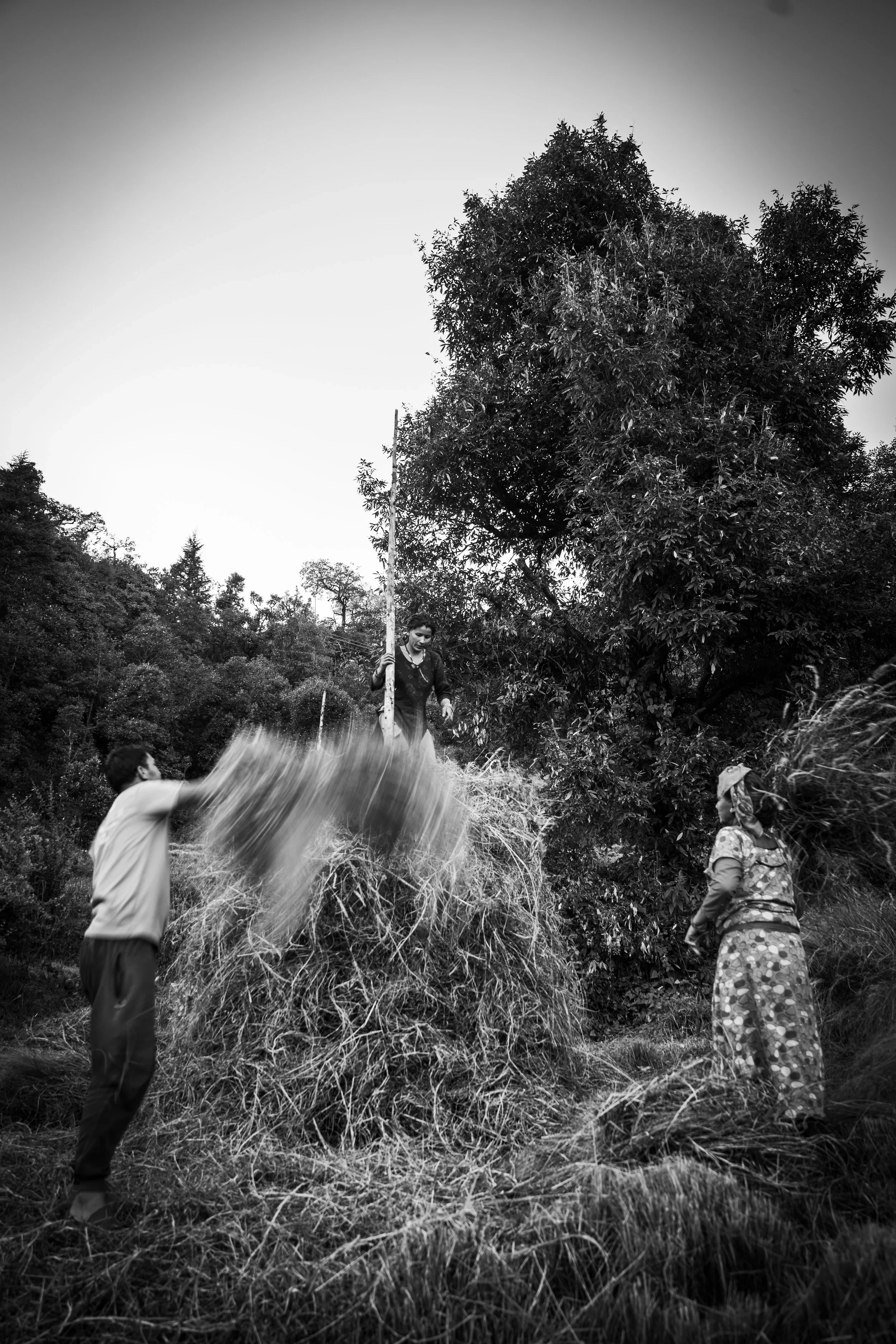 People working outdoors in a rural area, with trees and grass, lifting and arranging hay or straw, black and white photograph.