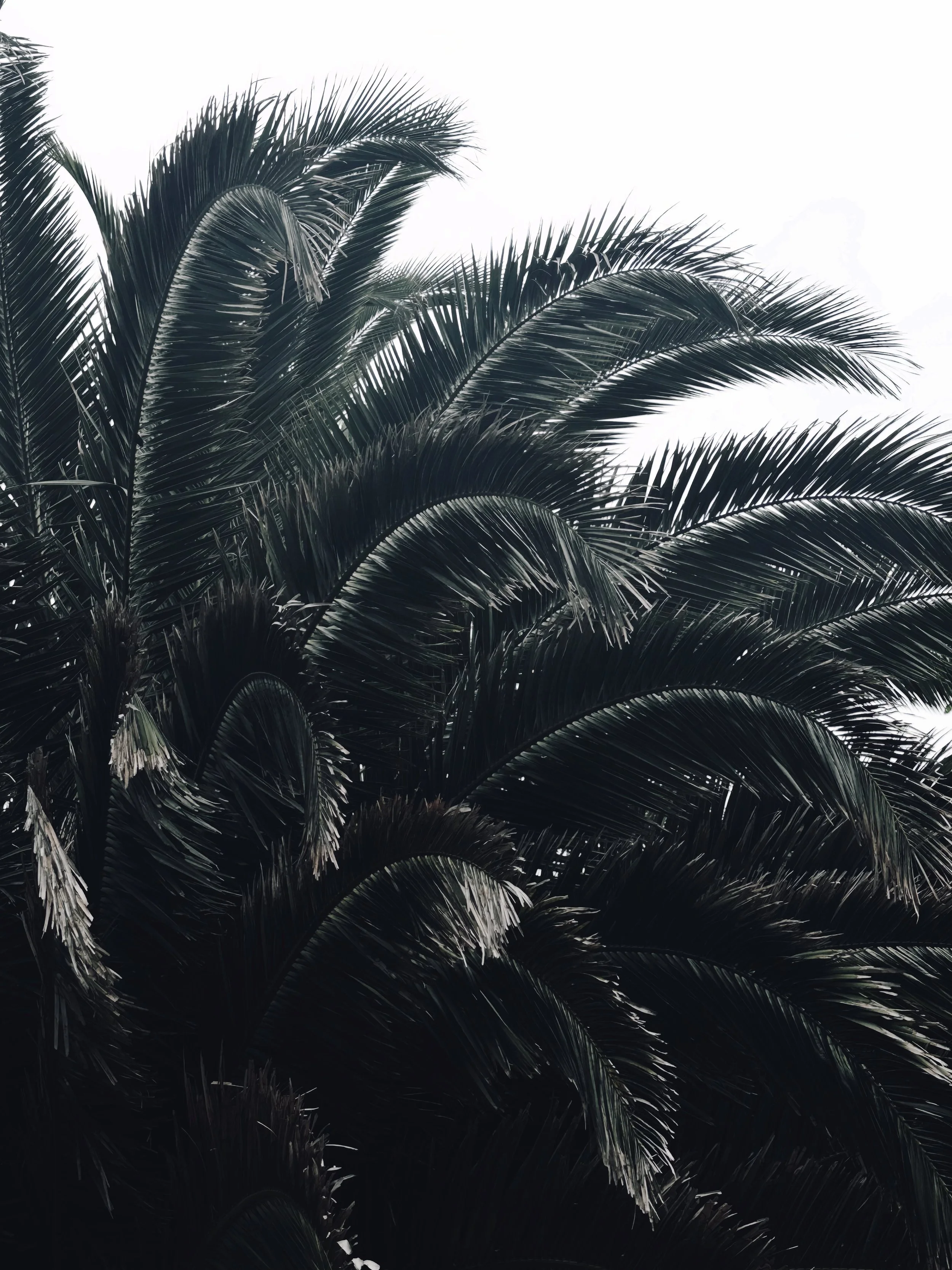 Close-up of dark green palm tree fronds against a bright white sky.