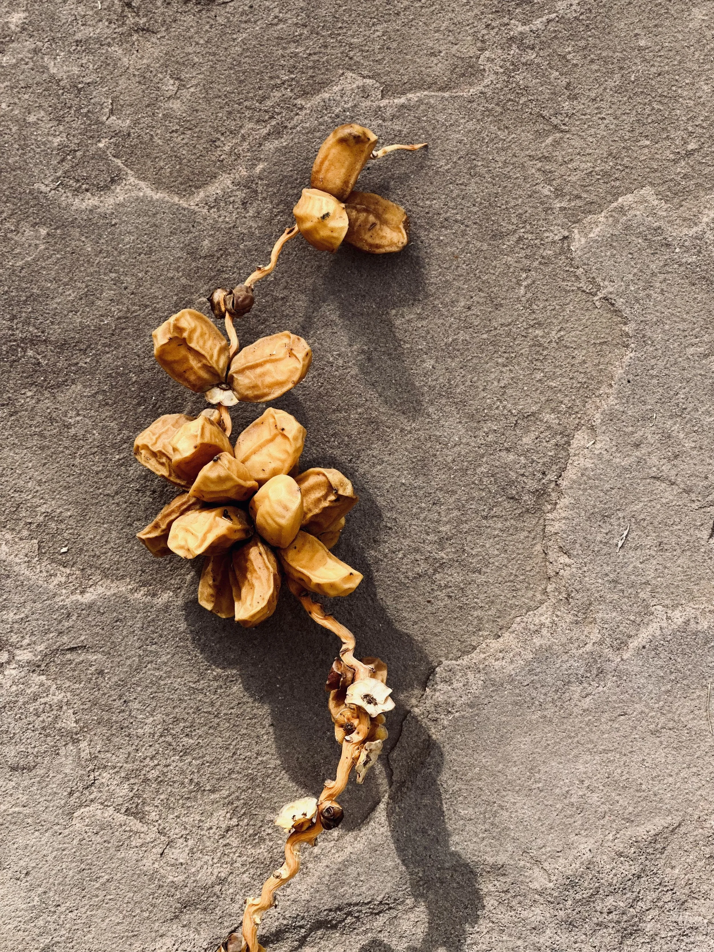 Dried flower or seed pod with a long, twisted stem on a textured, gray surface.