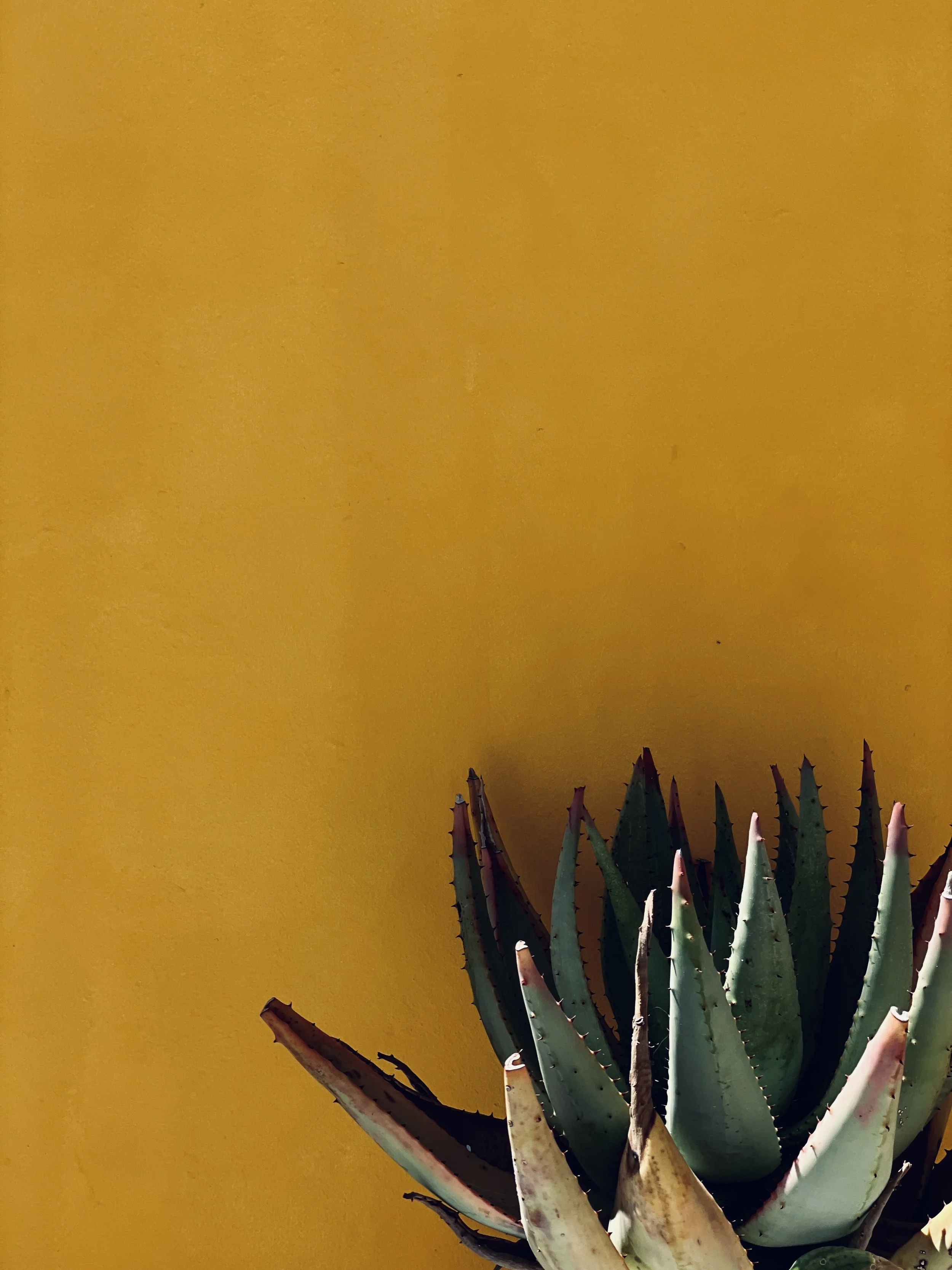 A potted aloe vera plant with spiky, thick leaves against a yellow wall.