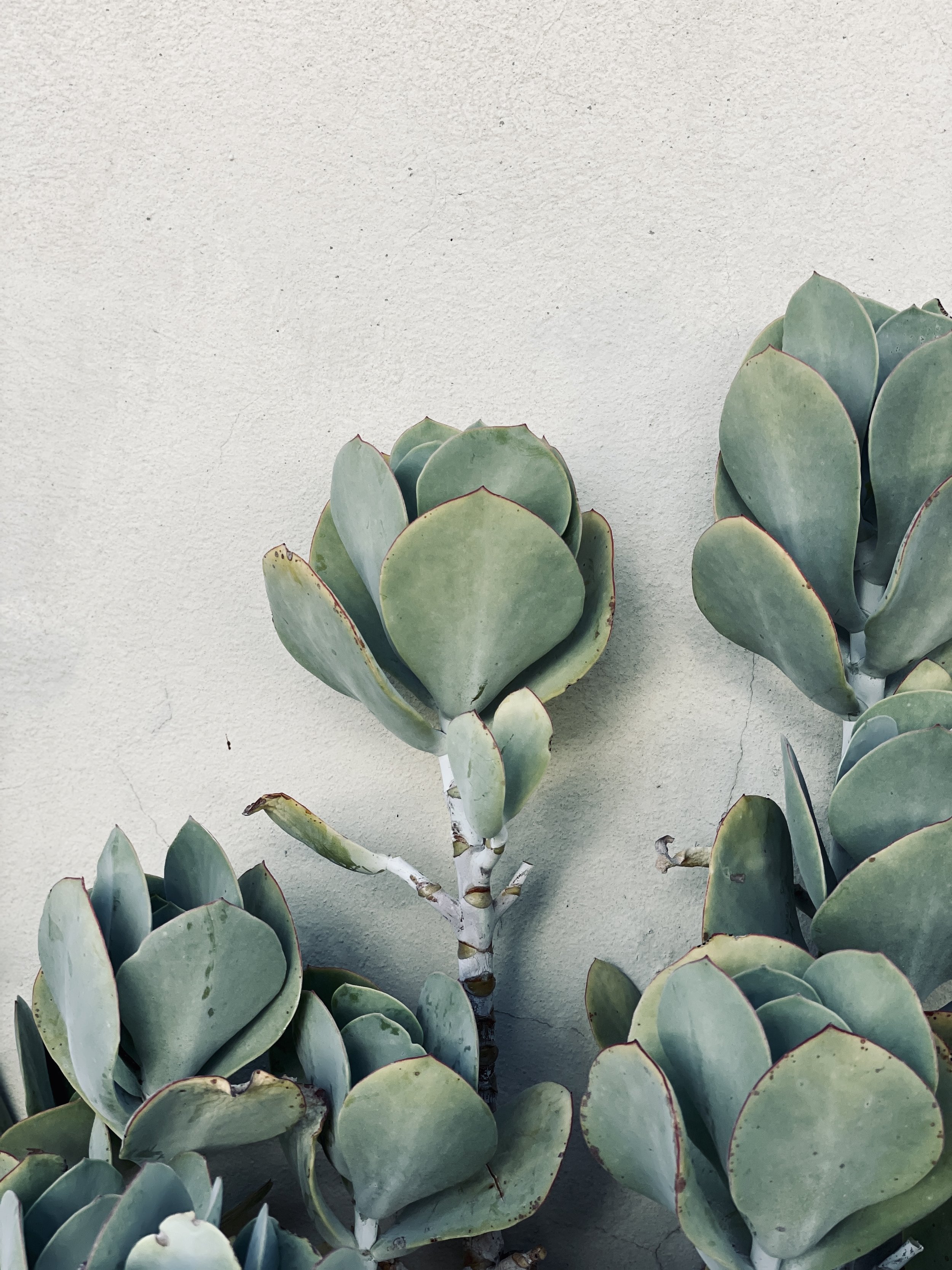 Close-up of a potted succulent plant with thick, blue-green leaves and red edges, set against a plain beige wall.