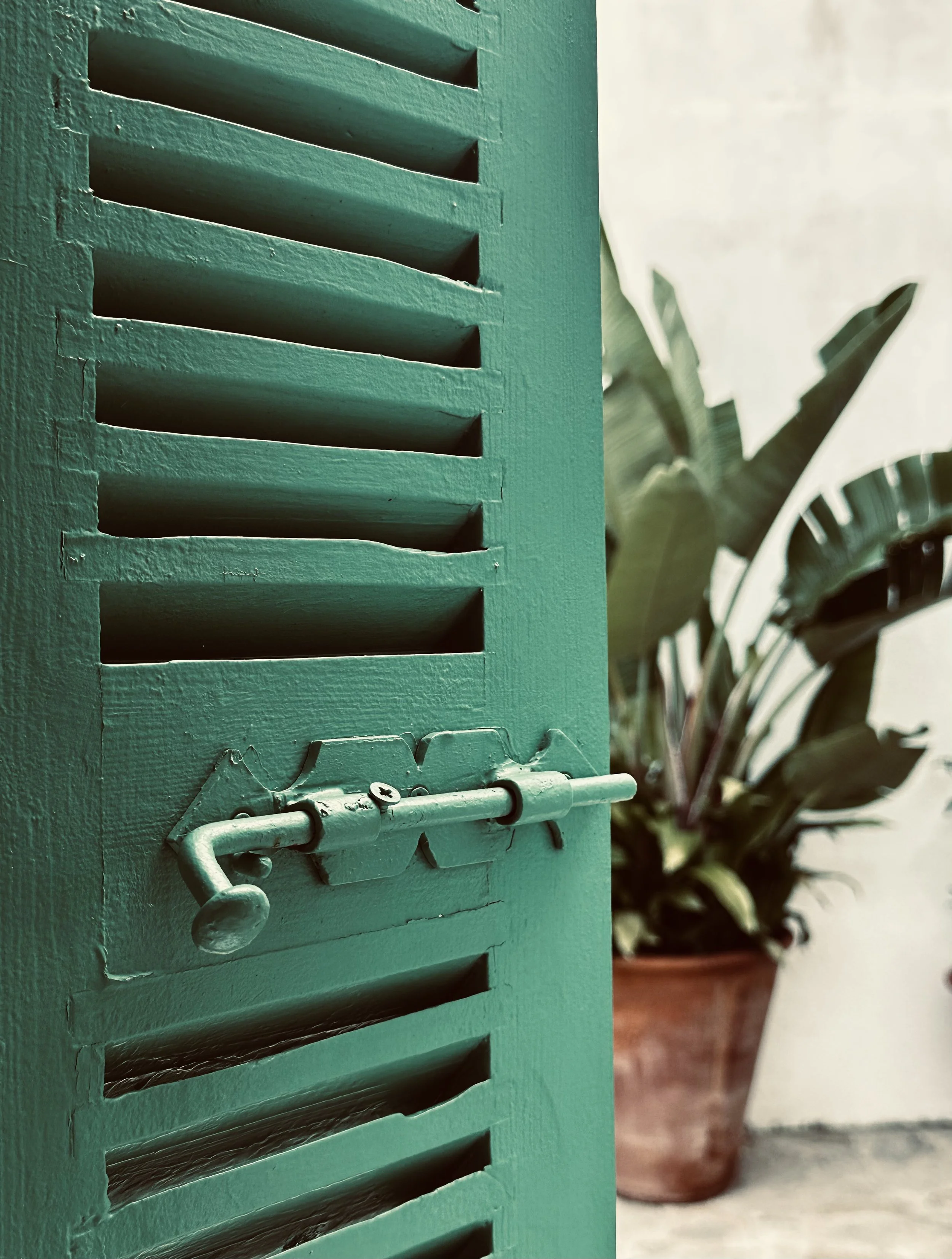 A close-up of a green wooden door with a metal latch, with a potted plant with large green leaves in the background.