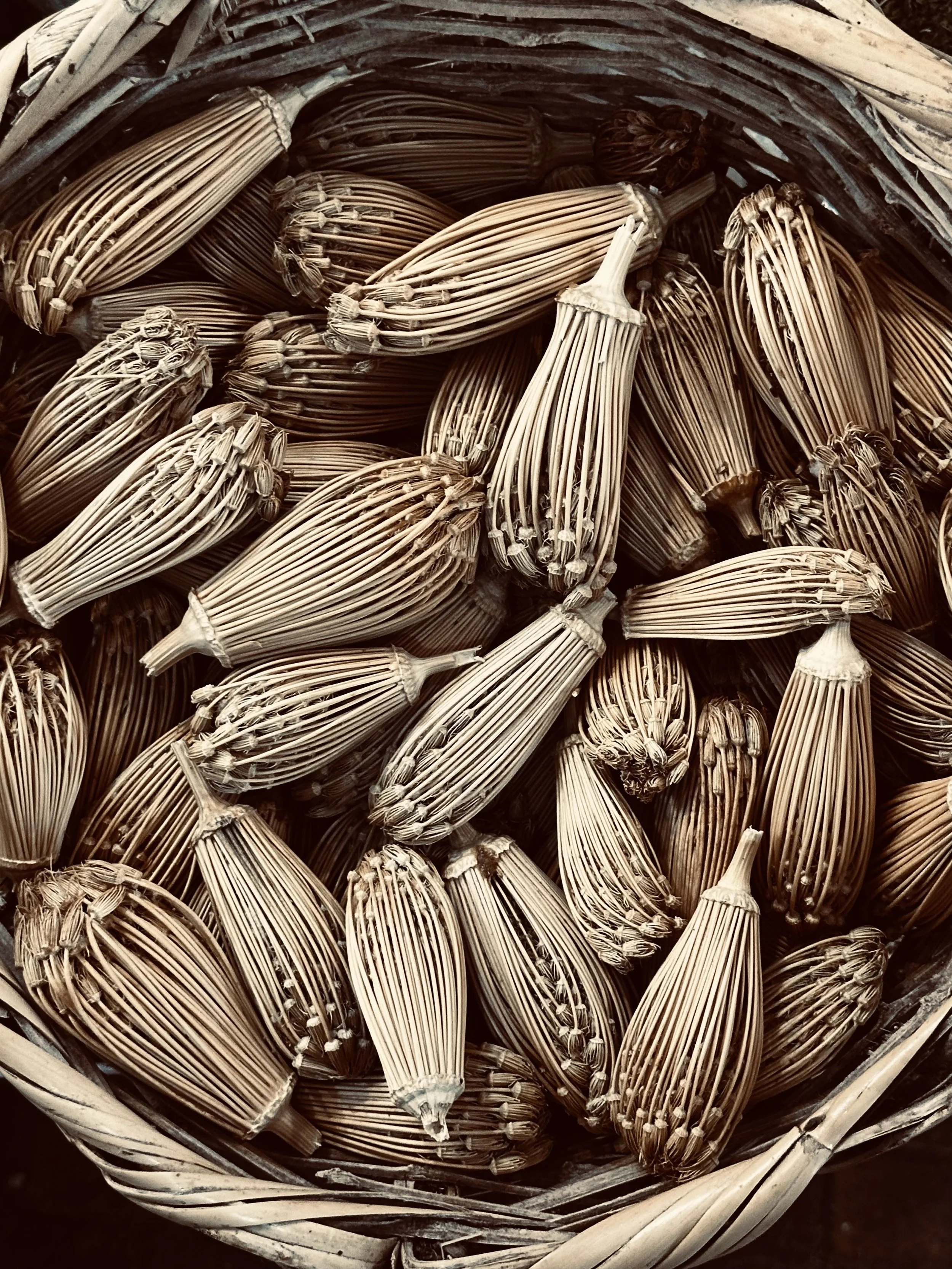Close-up of a basket filled with dried vanilla bean pods.