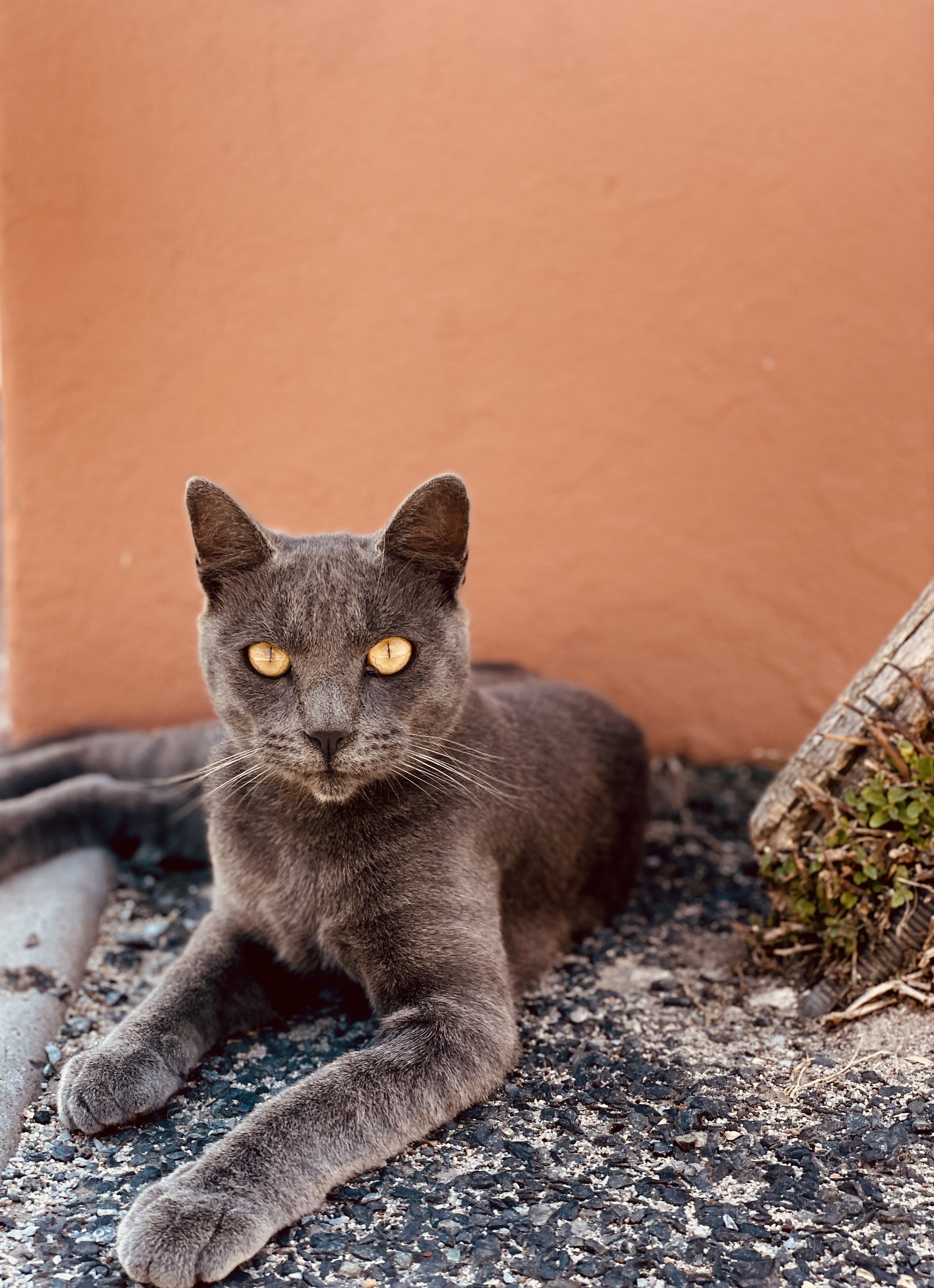 Gray cat lying on gravel ground near a pink wall and a small bush with a tree trunk.