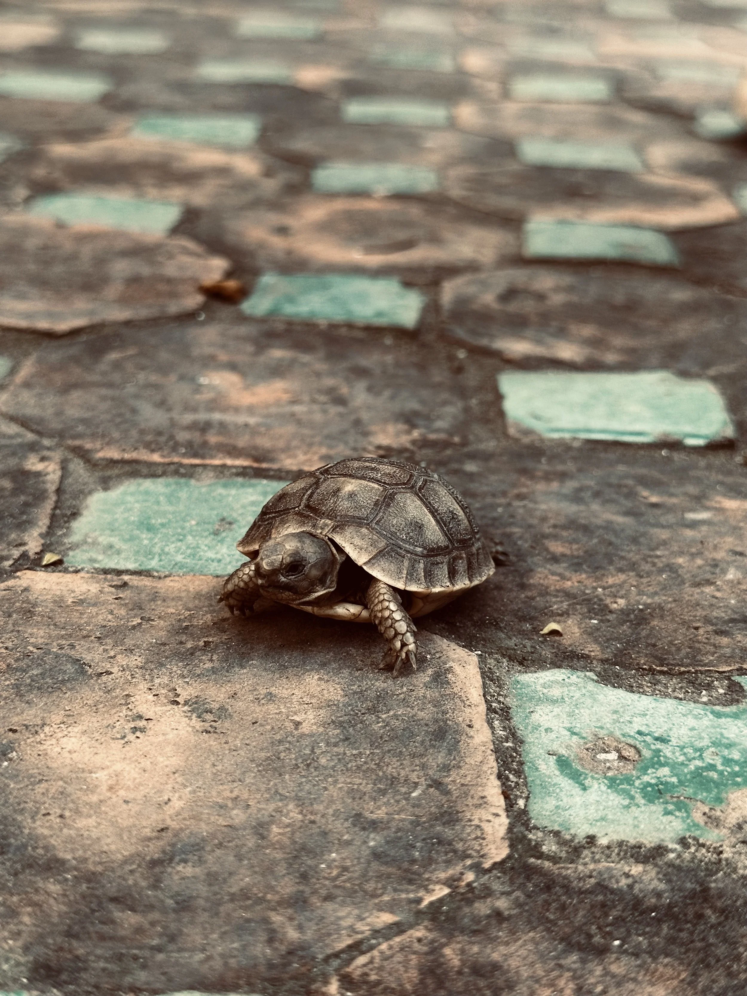 Close-up of a small turtle on a stone pathway with green mosaic tiles.