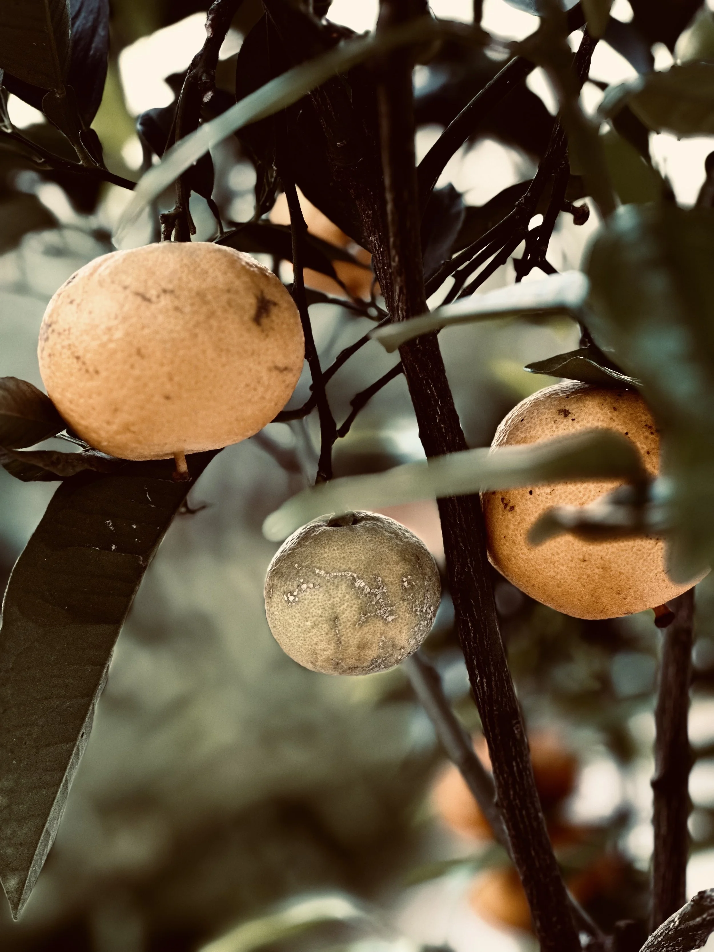Close-up of a branch with three ripening citrus fruits, possibly oranges or tangerines, surrounded by dark green leaves.