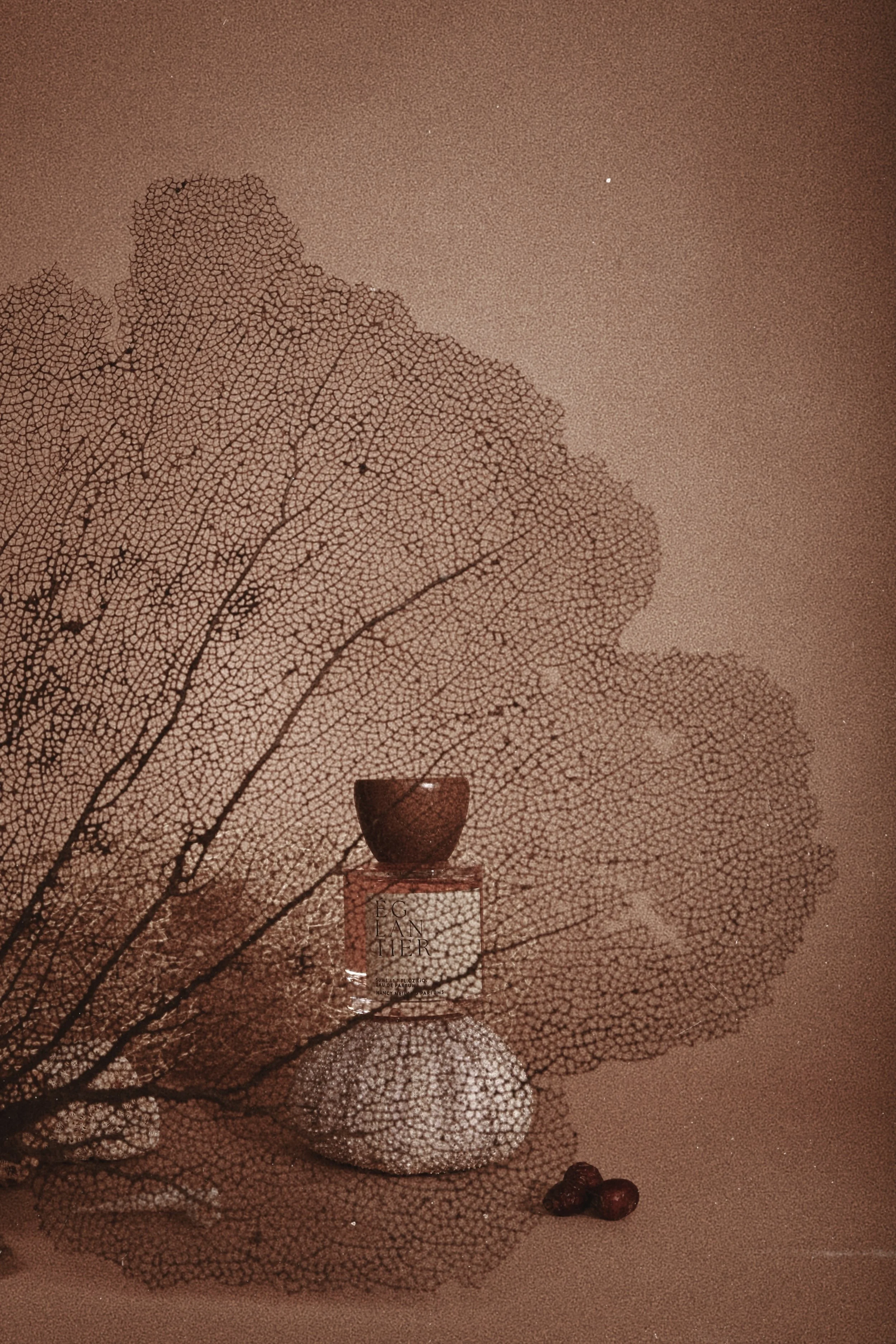 Cosmetic products including a perfume bottle labeled 'Eau de Glainrier' and a small container, placed on a textured shell-like object with large, detailed leaves in the background.