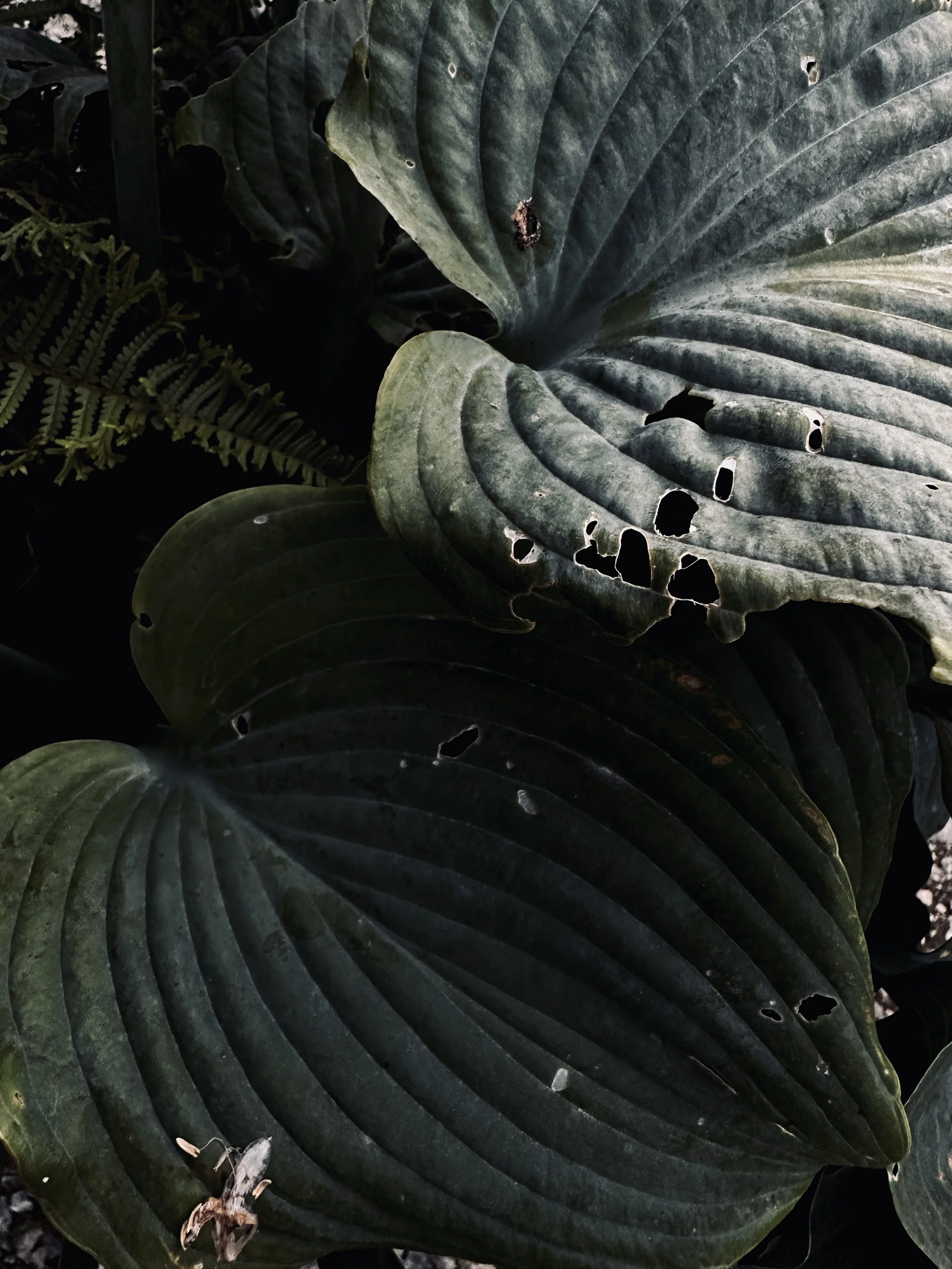 Several large green, ribbed leaves with holes and damage, possibly from insects, with some smaller fern leaves in the background.