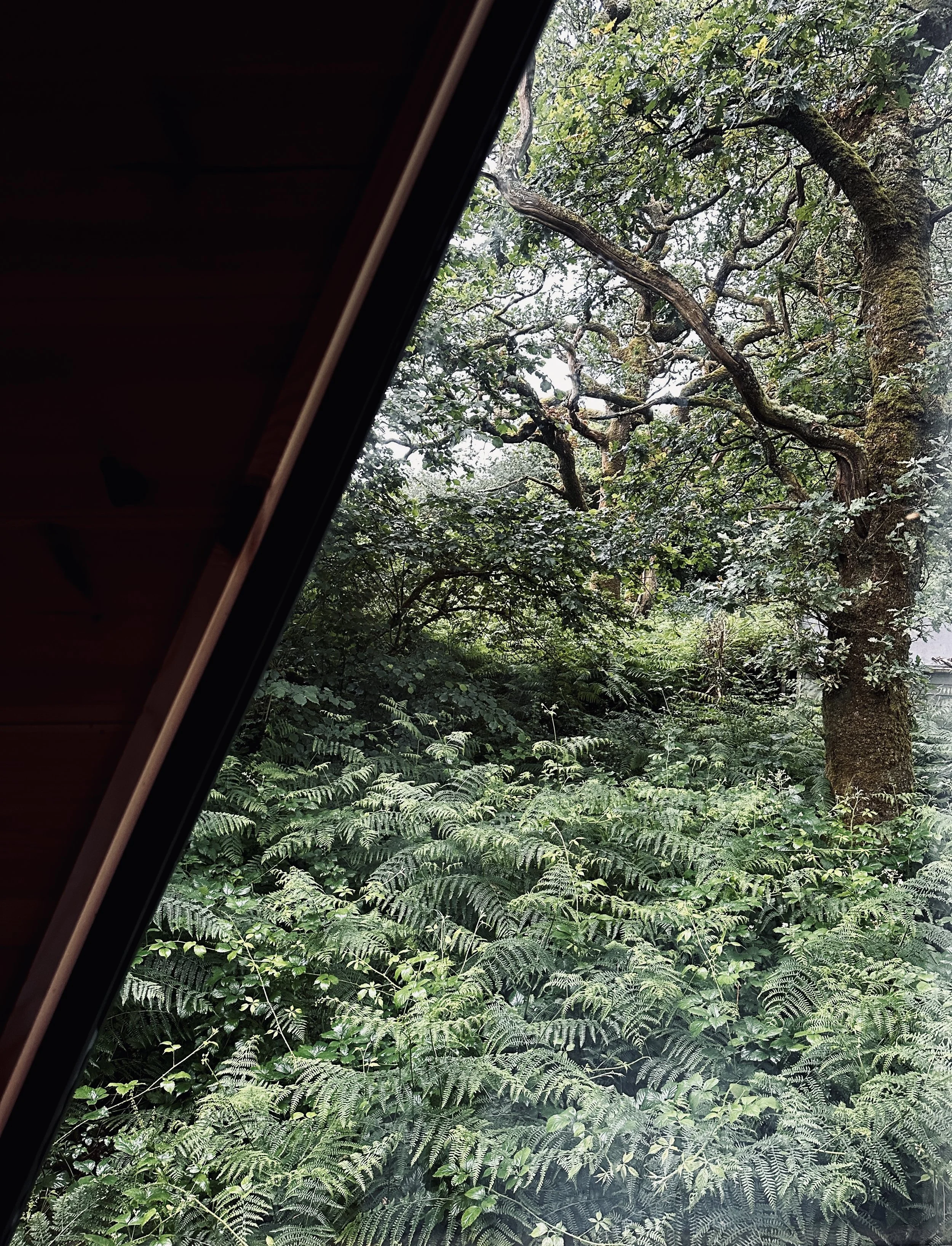 View of lush green trees and ferns outside a window.