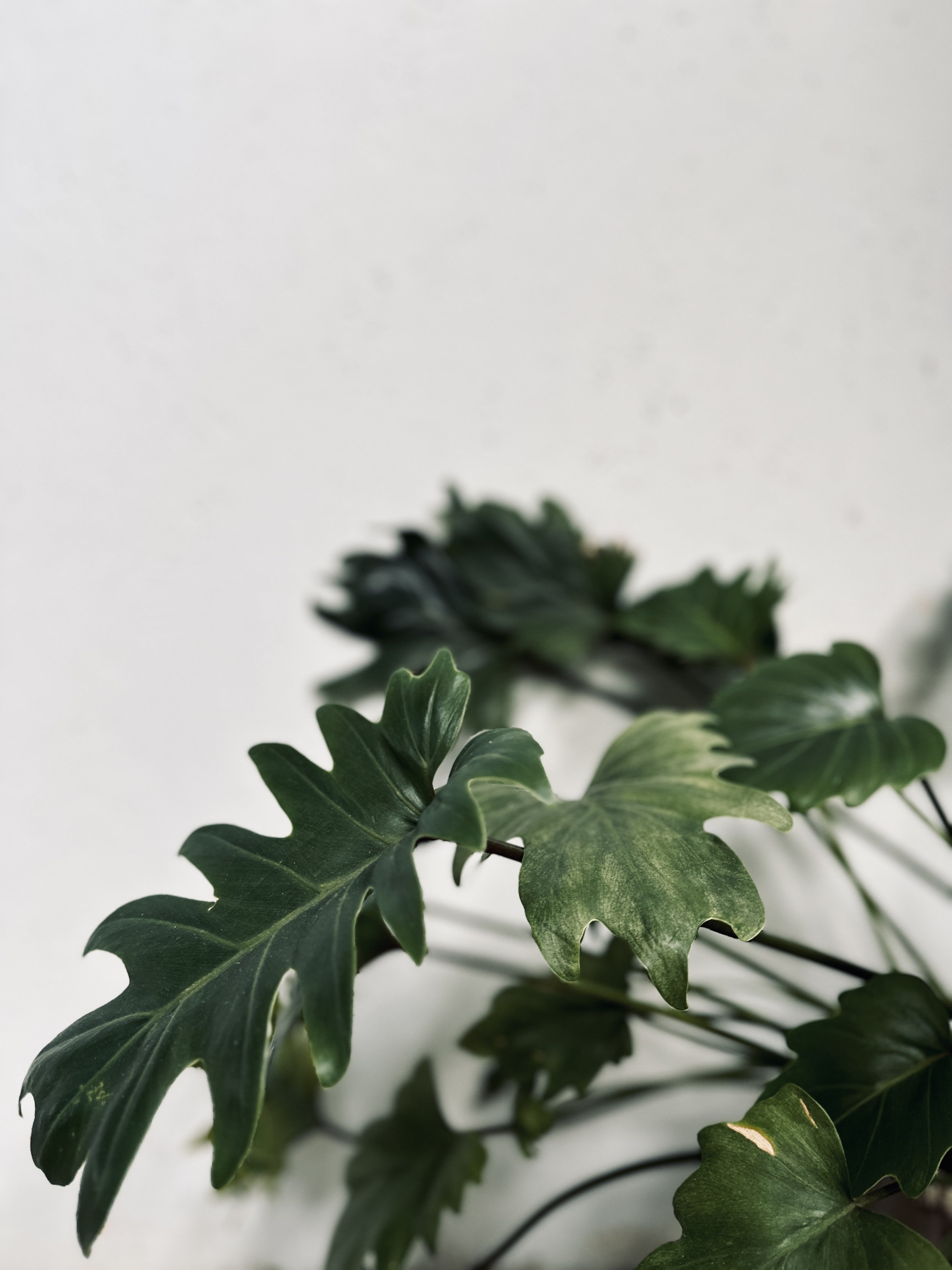 Close-up of green variegated and dark green leaves on a houseplant against a white background.