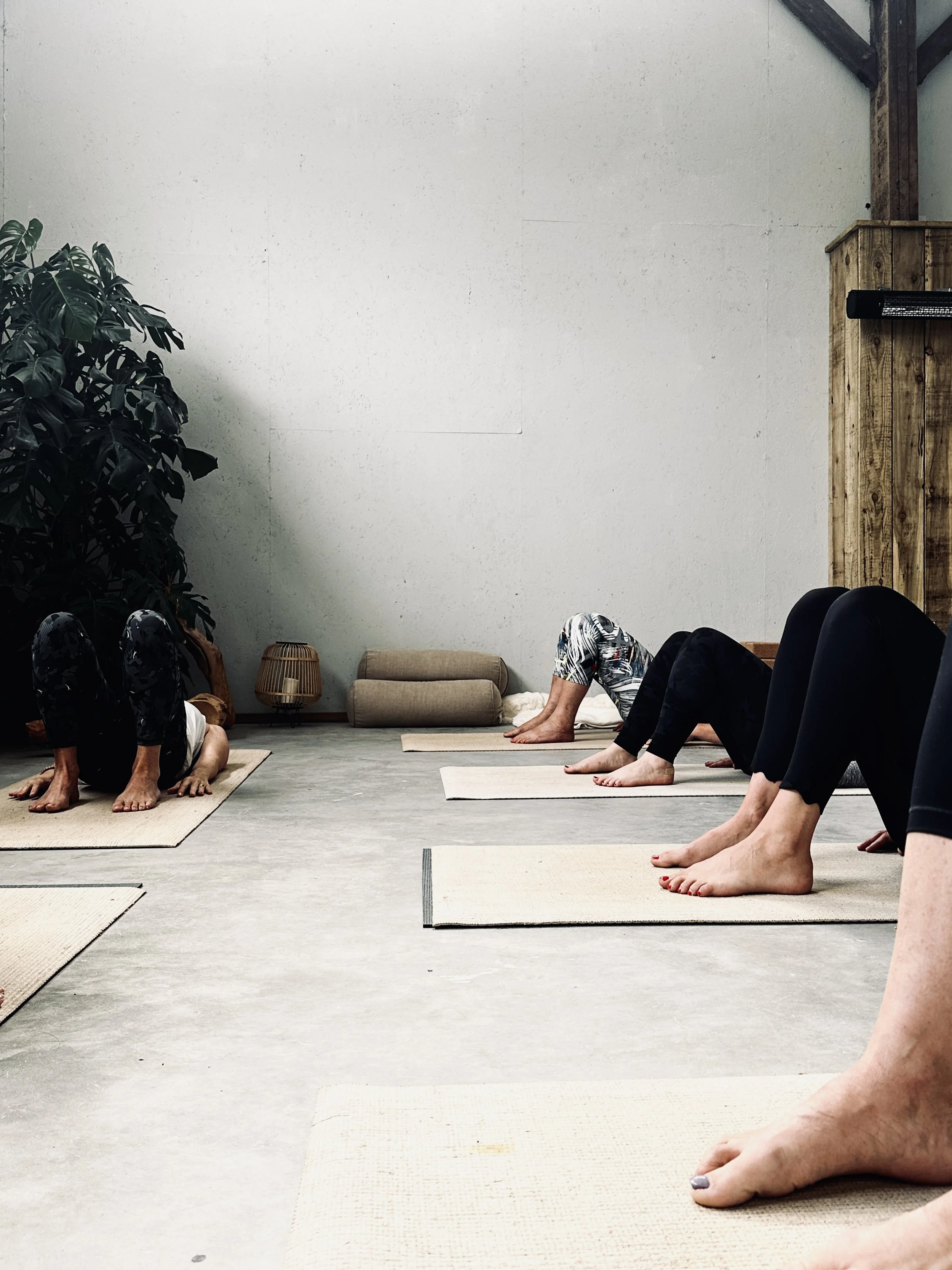 People practicing yoga in a studio, doing prone poses on yoga mats. The room has minimalist decor with a large plant, a small lamp, and a rolled-up blanket in the background.