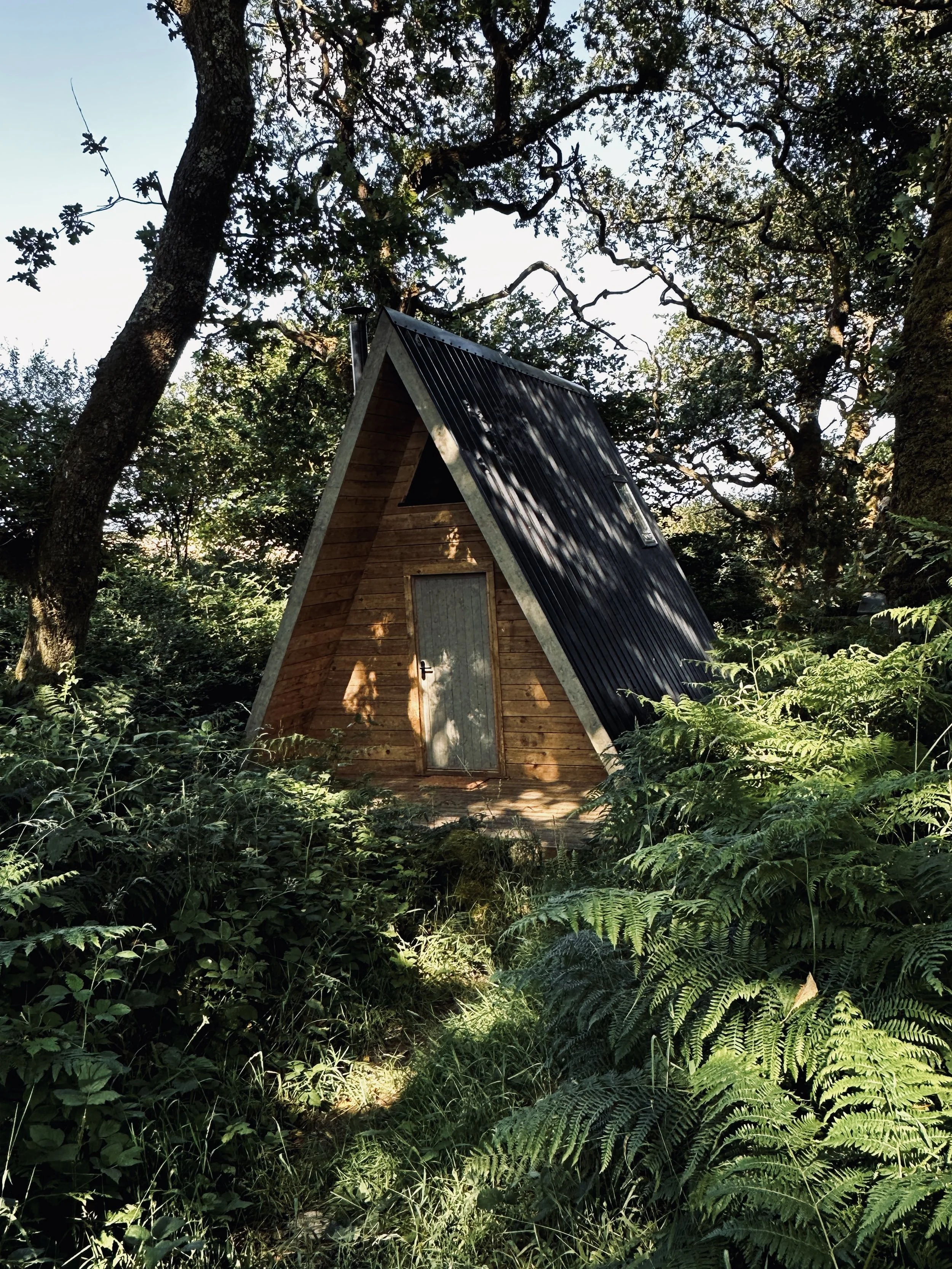 A small wooden A-frame cabin with a metal roof, surrounded by lush green ferns and tall trees in a forested area on a sunny day.