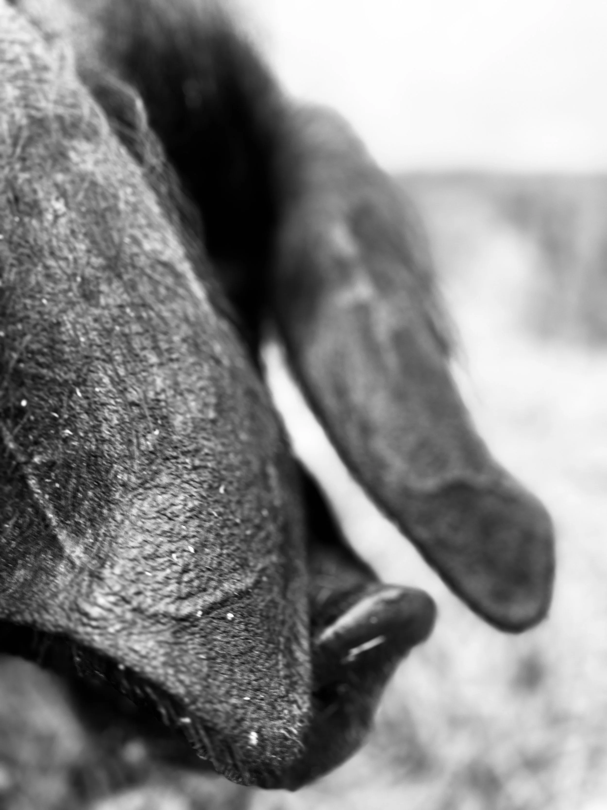 Close-up of a dog's snout and nose in black and white, with a blurry background.