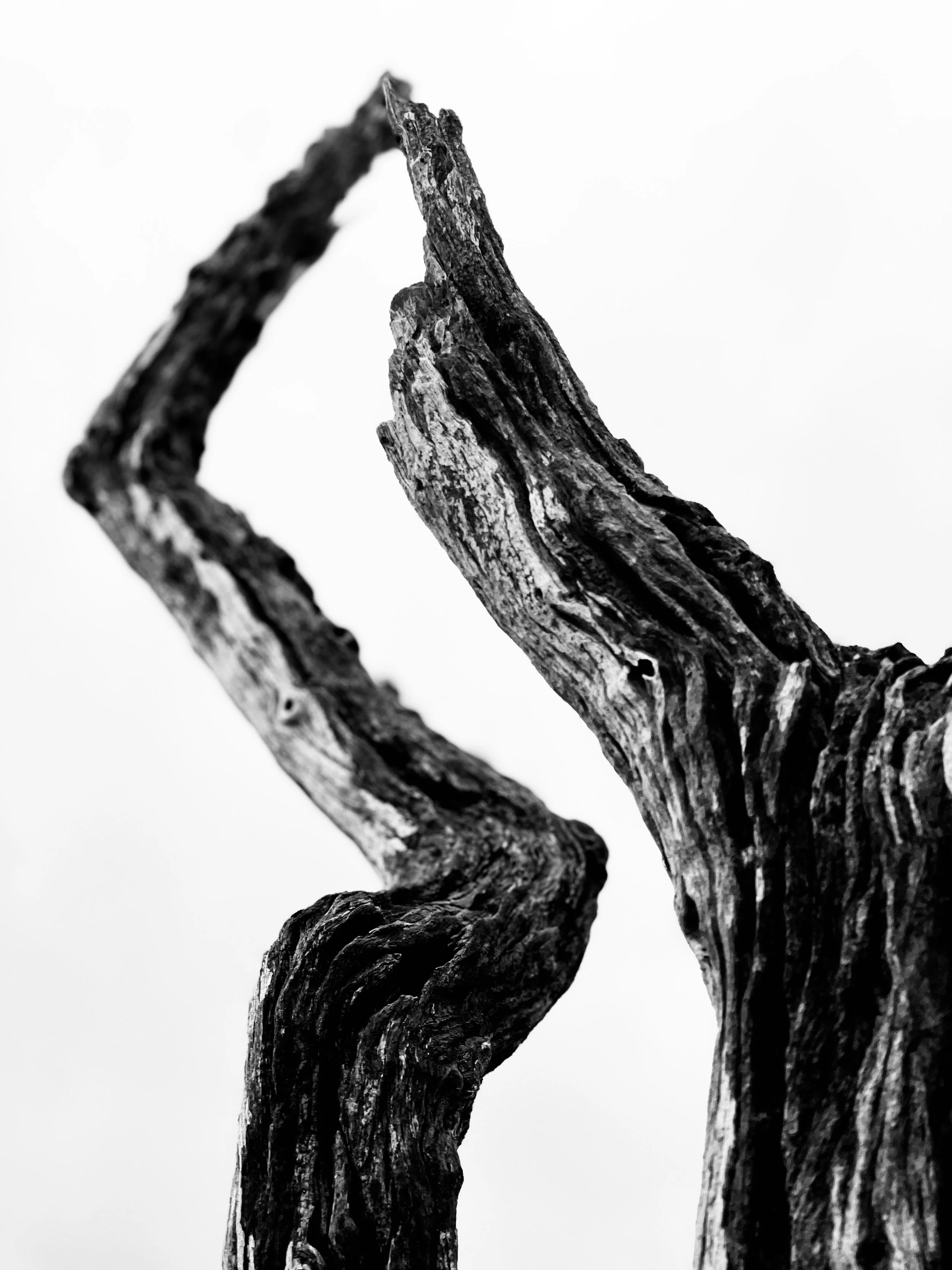 Close-up black and white photo of a twisted, textured piece of wood with a curved shape and rough bark.
