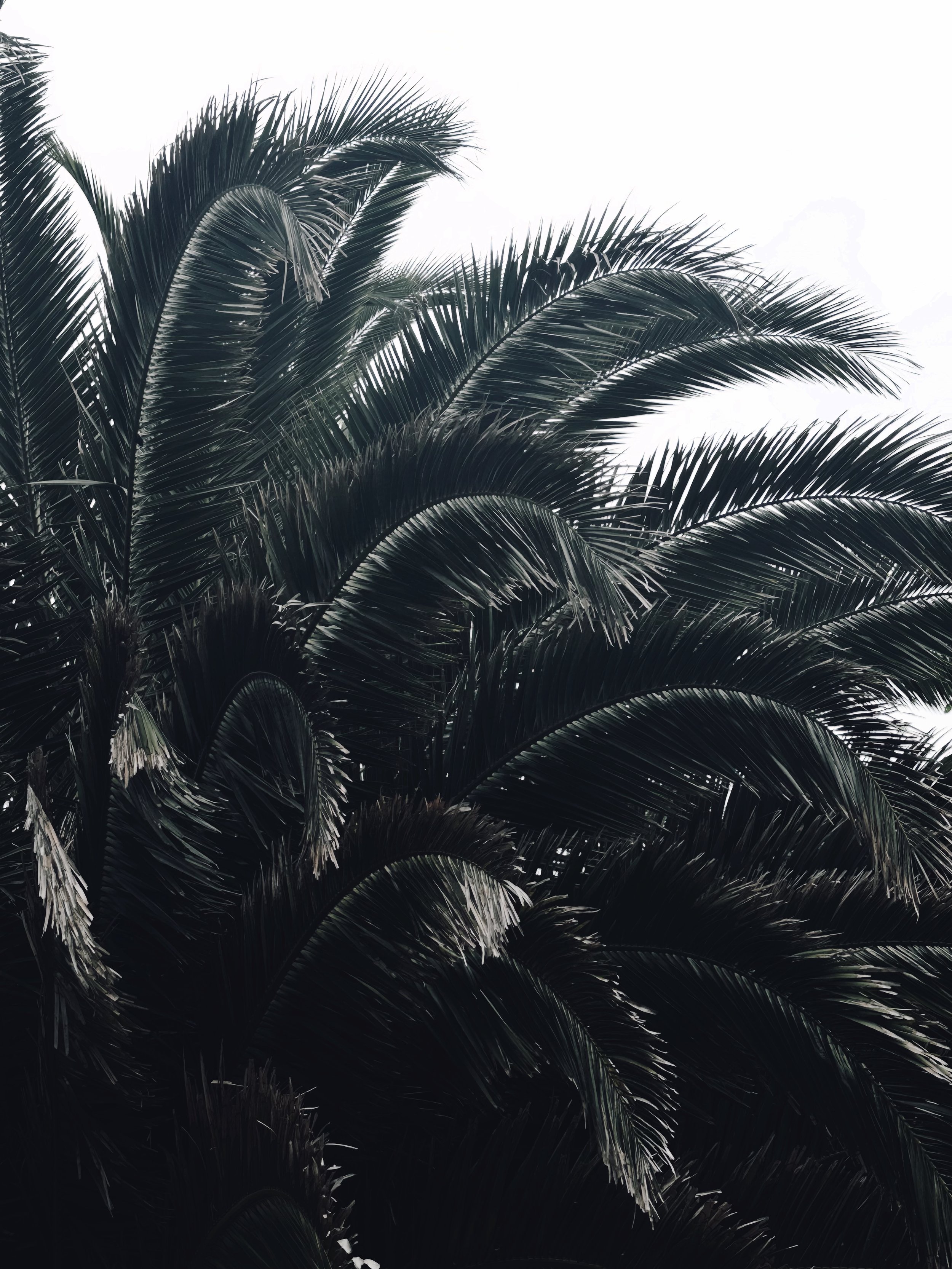 Close-up view of dark green palm tree leaves silhouetted against a bright, cloudy sky.
