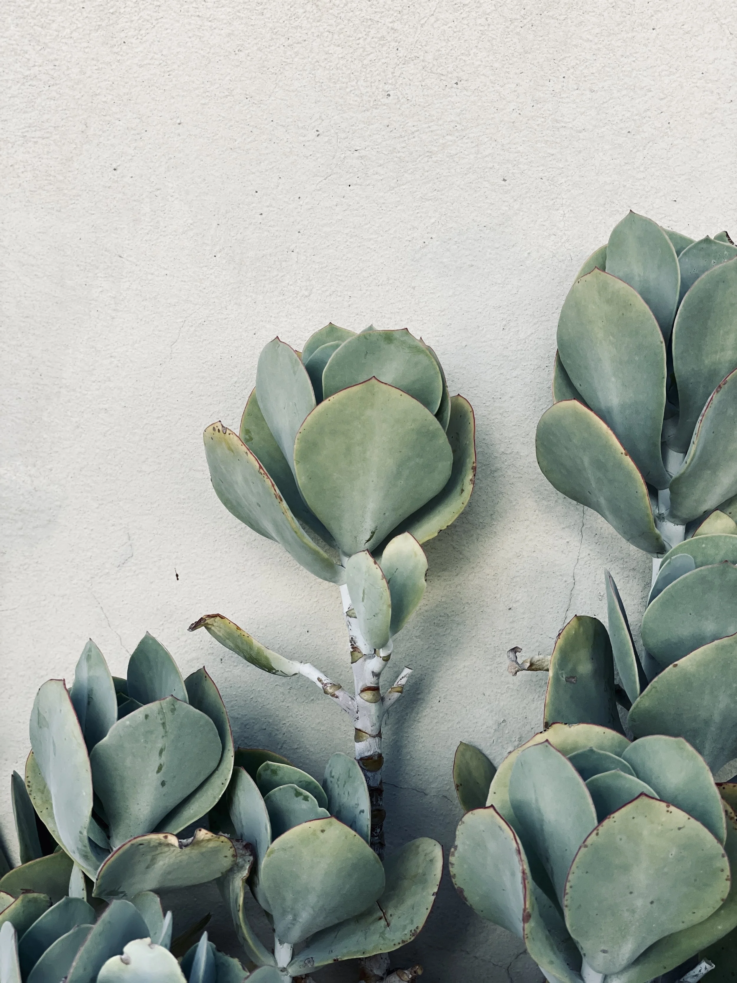 Close-up of a succulent plant with thick, green, rounded leaves with reddish edges, growing against a beige wall.