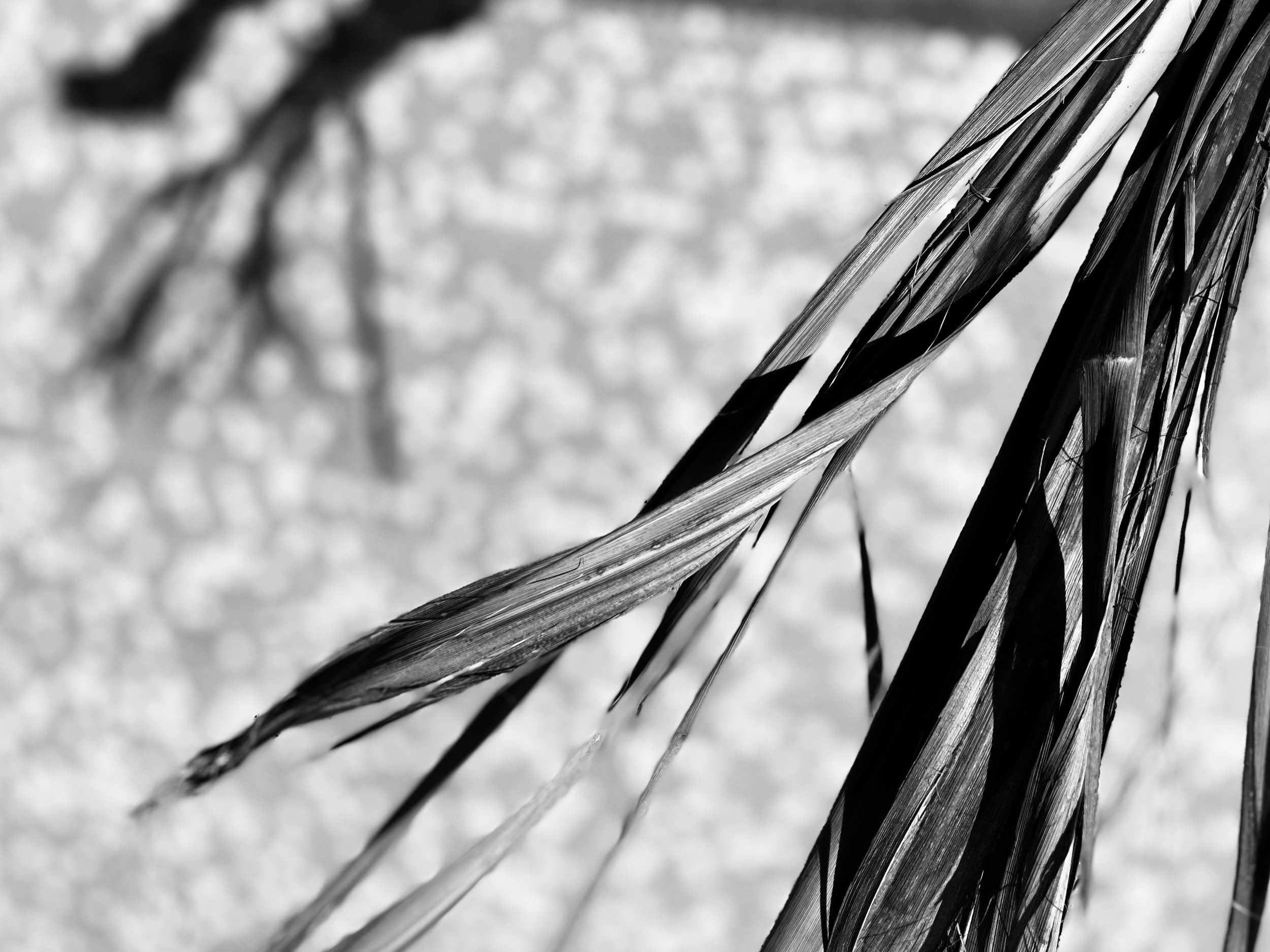 Close-up of dried, torn palm leaves with a blurred background.