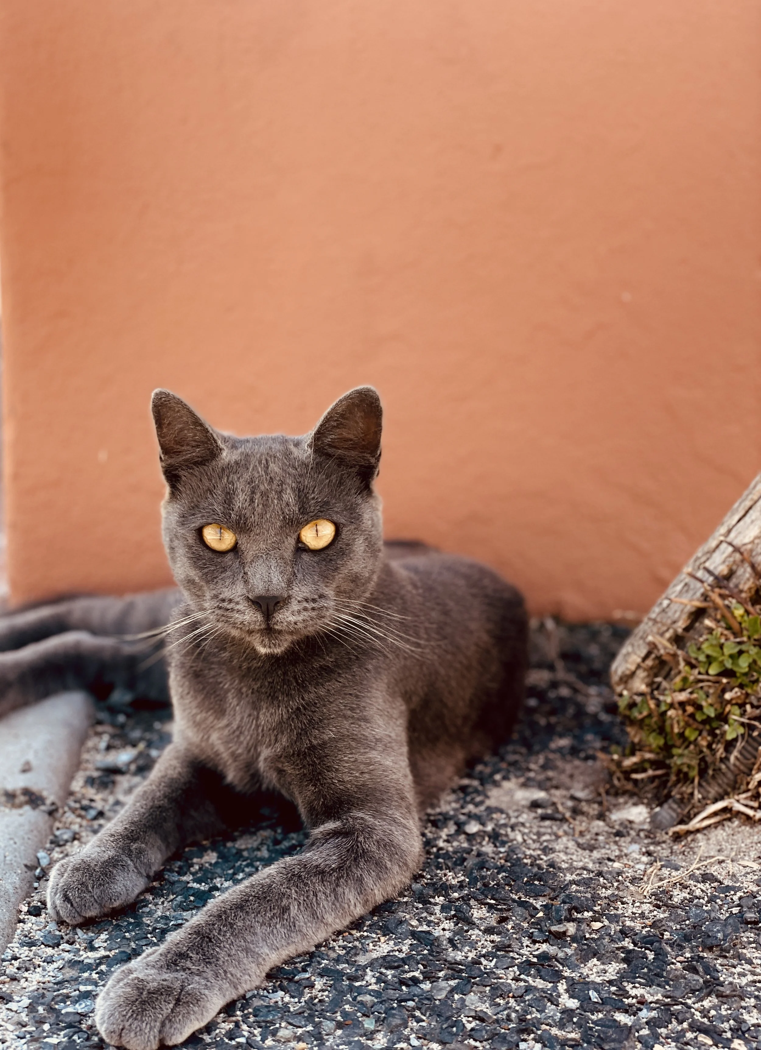 Gray cat lying on the ground with a pinkish wall in the background and a small plant on the right.