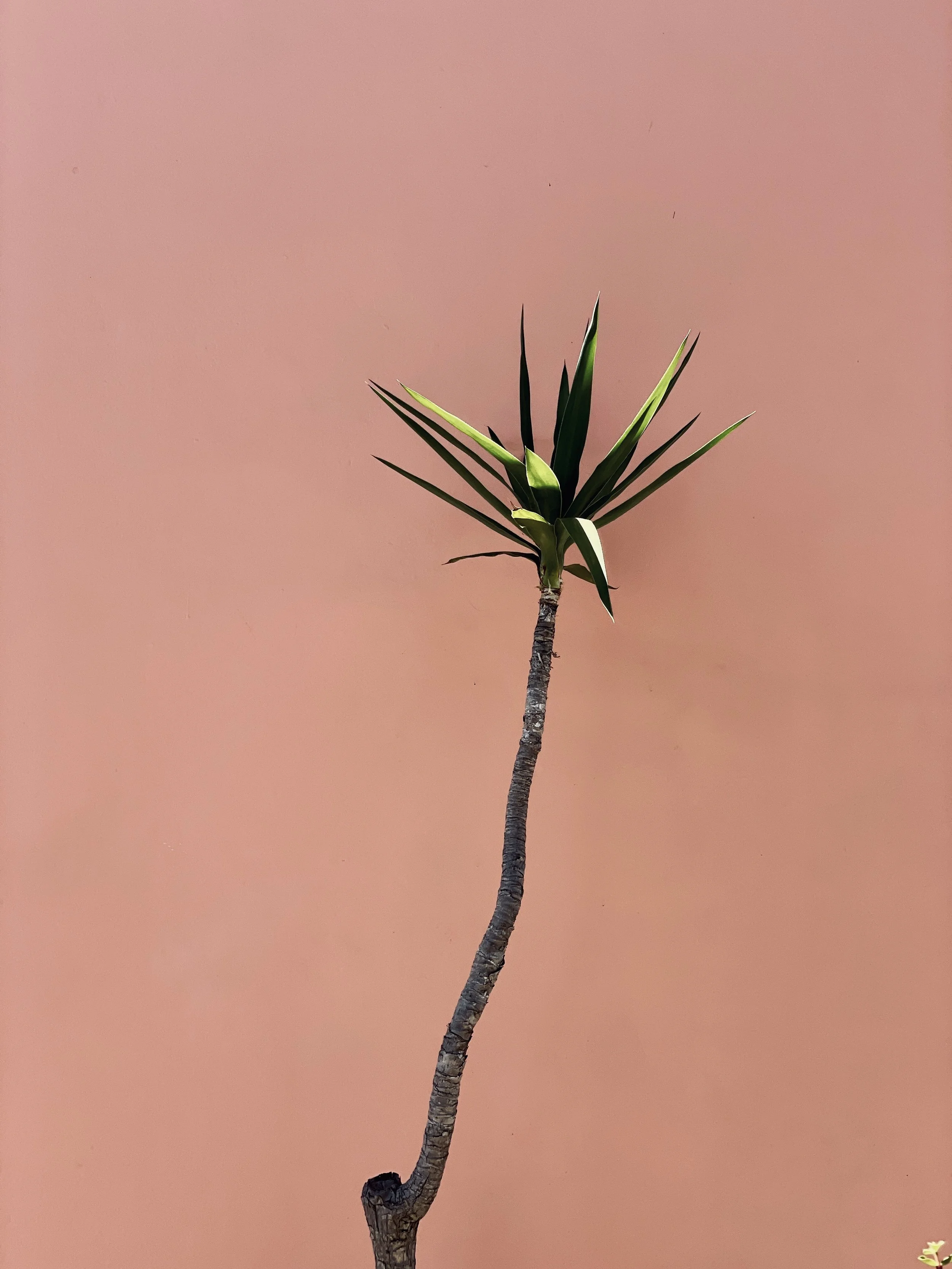 A small tree with a slightly curved trunk and long, narrow green leaves against a plain pink background.