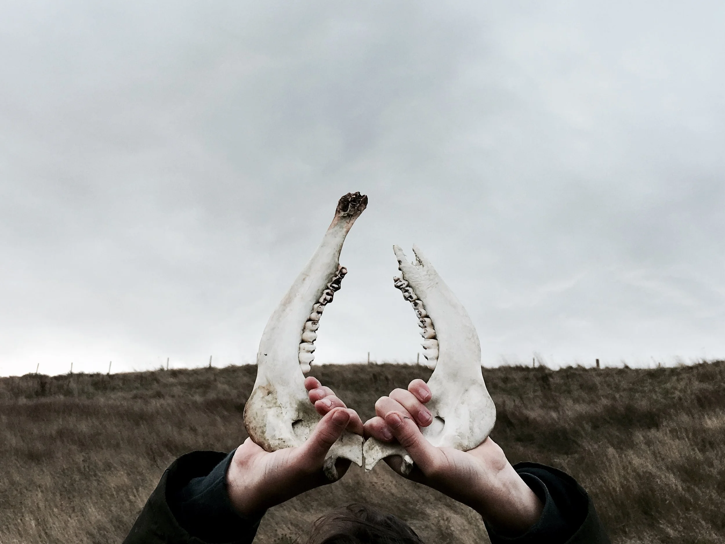 A person holding two animal skulls with long snouts against a cloudy sky and grassy hillside background.