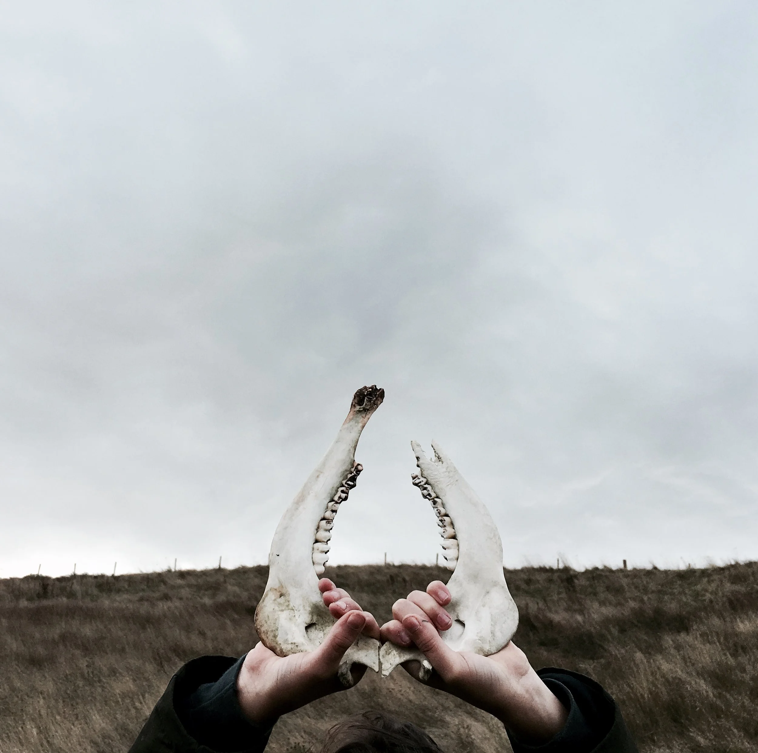 Person holding two animal skulls in an outdoor landscape with overcast sky.