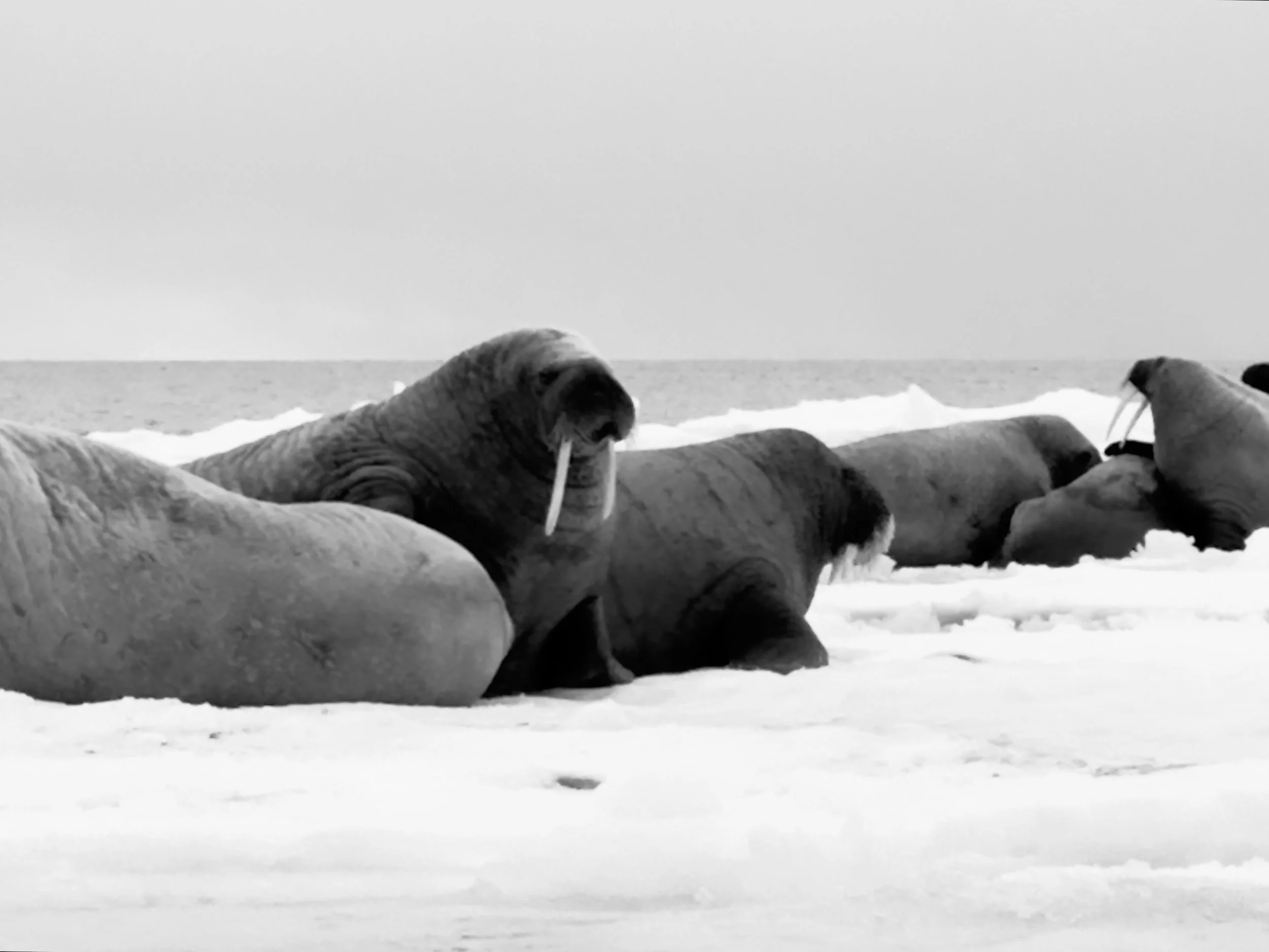 A group of walruses resting on an icy landscape near the ocean in black and white.